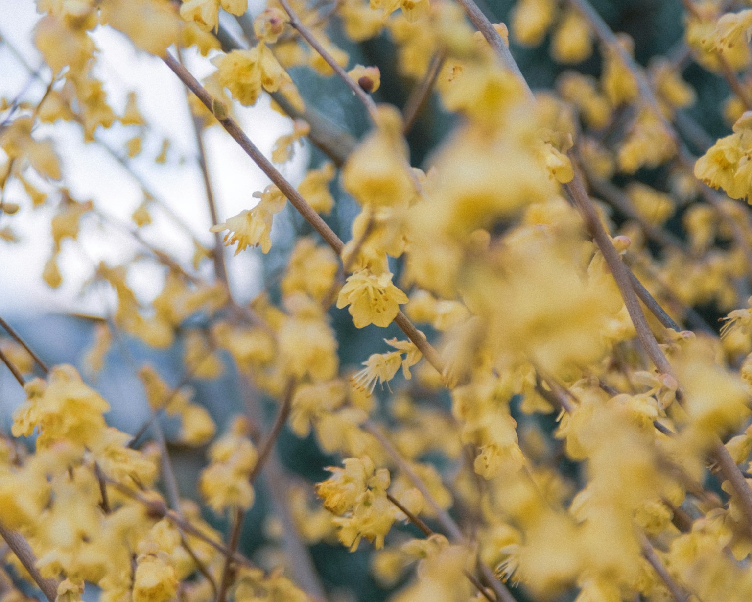 特寫盛開的黃色花朵的樹枝