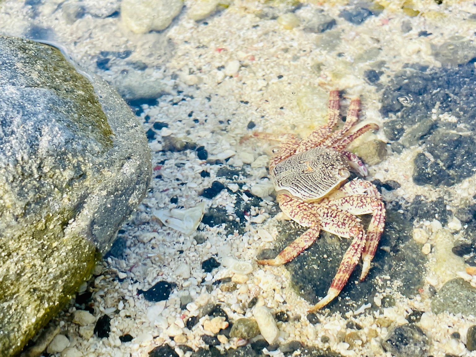 A crab near a rock in shallow water