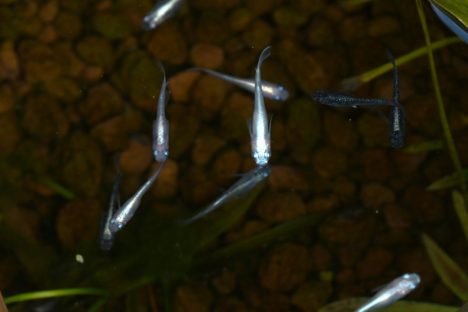 Pesci piccoli che nuotano nell'acqua con piante acquatiche e ciottoli sullo sfondo