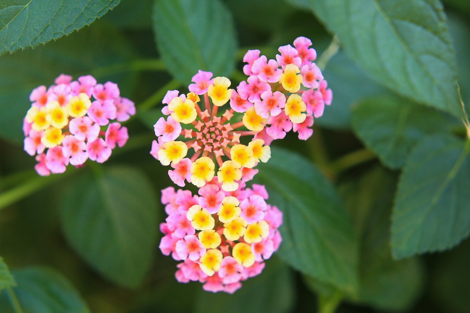 Fiori di Lantana colorati che sbocciano tra foglie verdi