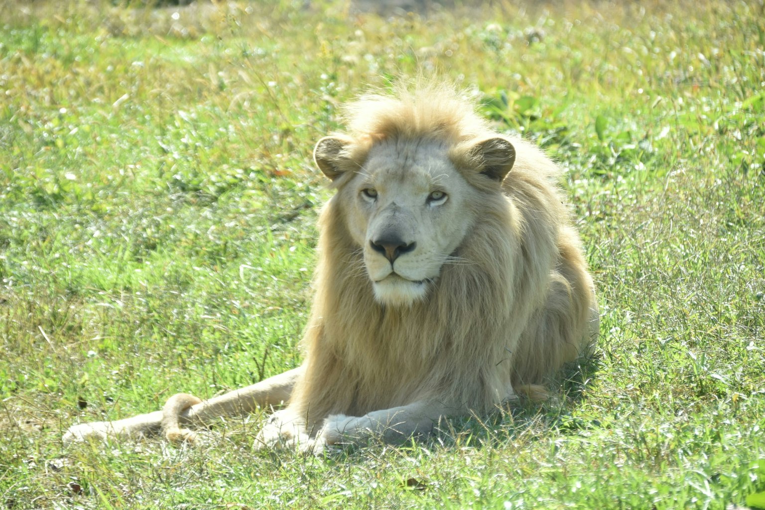Un leone sdraiato sull'erba in un ambiente naturale