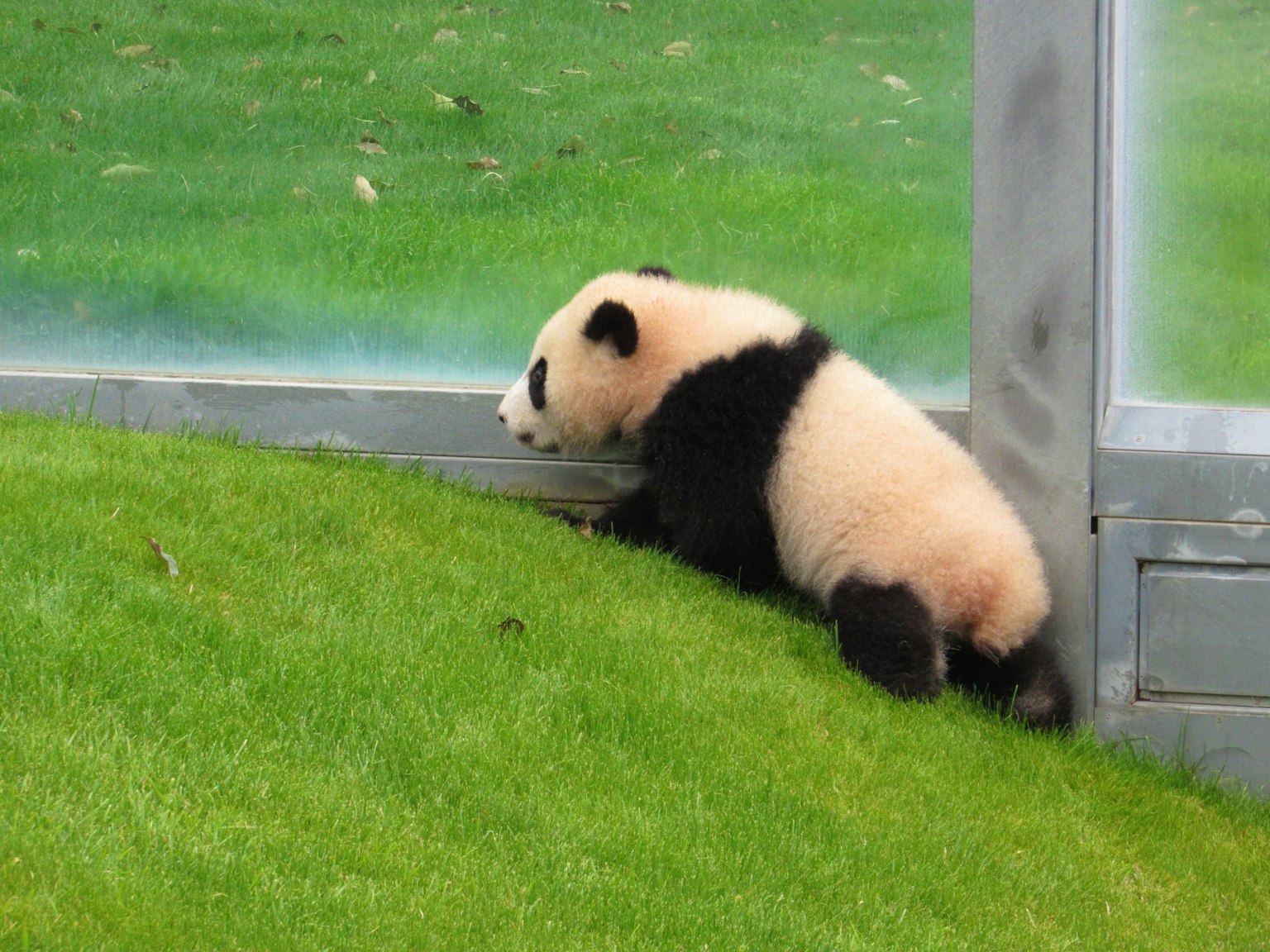 A baby panda sitting on green grass near a glass enclosure