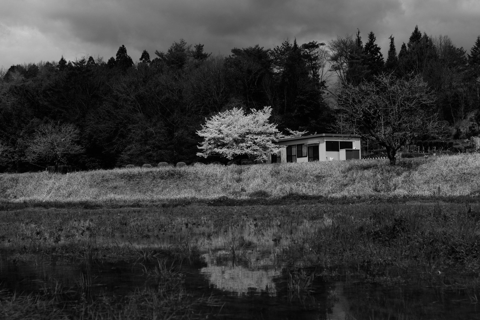Une maison au bord de l'eau avec un arbre en fleurs blanches et des nuages sombres