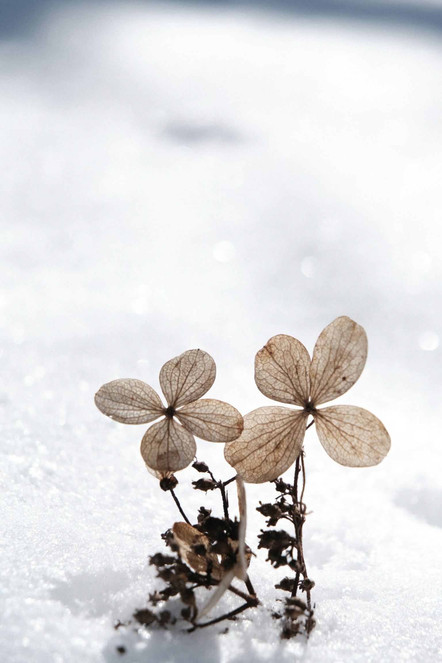 Gros plan de fleurs et feuilles sèches sur la neige