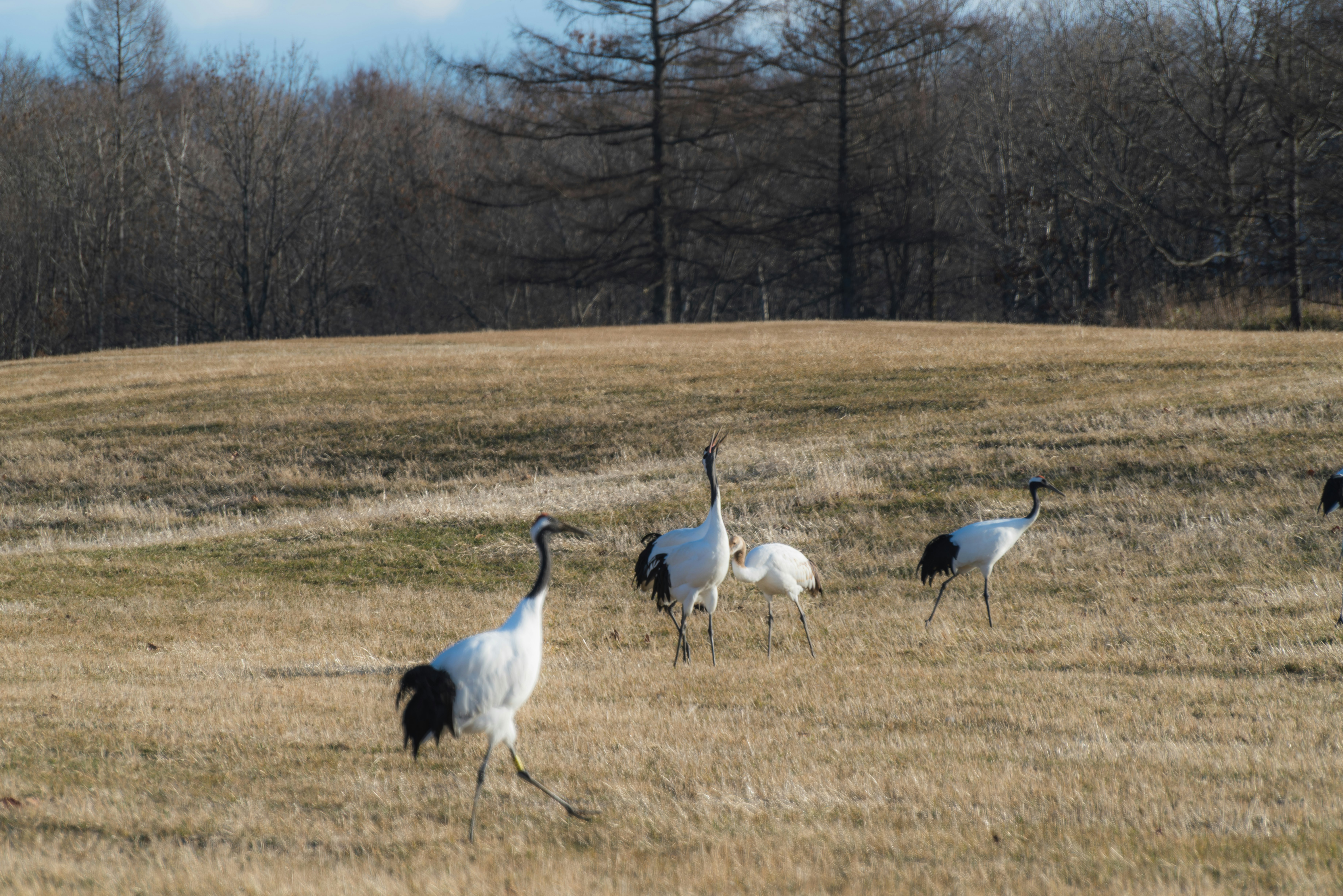 Hokkaido Tsurui Village meadow where red-crowned cranes walk in a group