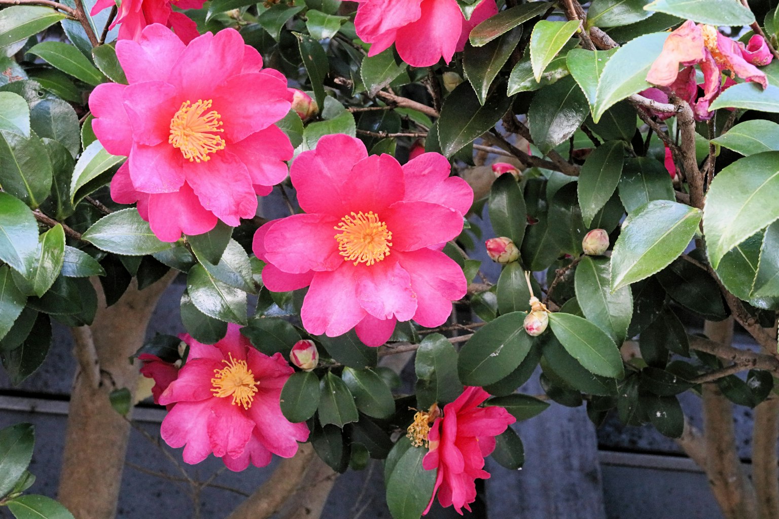 Vibrant pink flowers and green leaves of a camellia tree