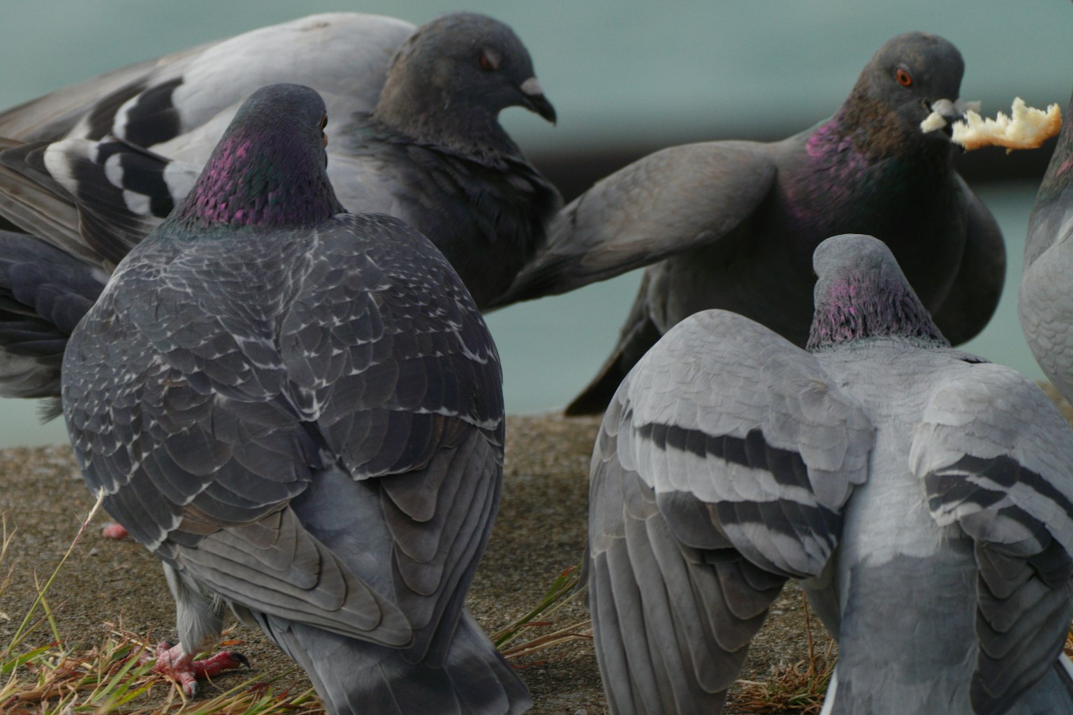 Un groupe de pigeons rassemblés ensemble Les plumes des pigeons sont grises et noires Un pigeon tient de la nourriture