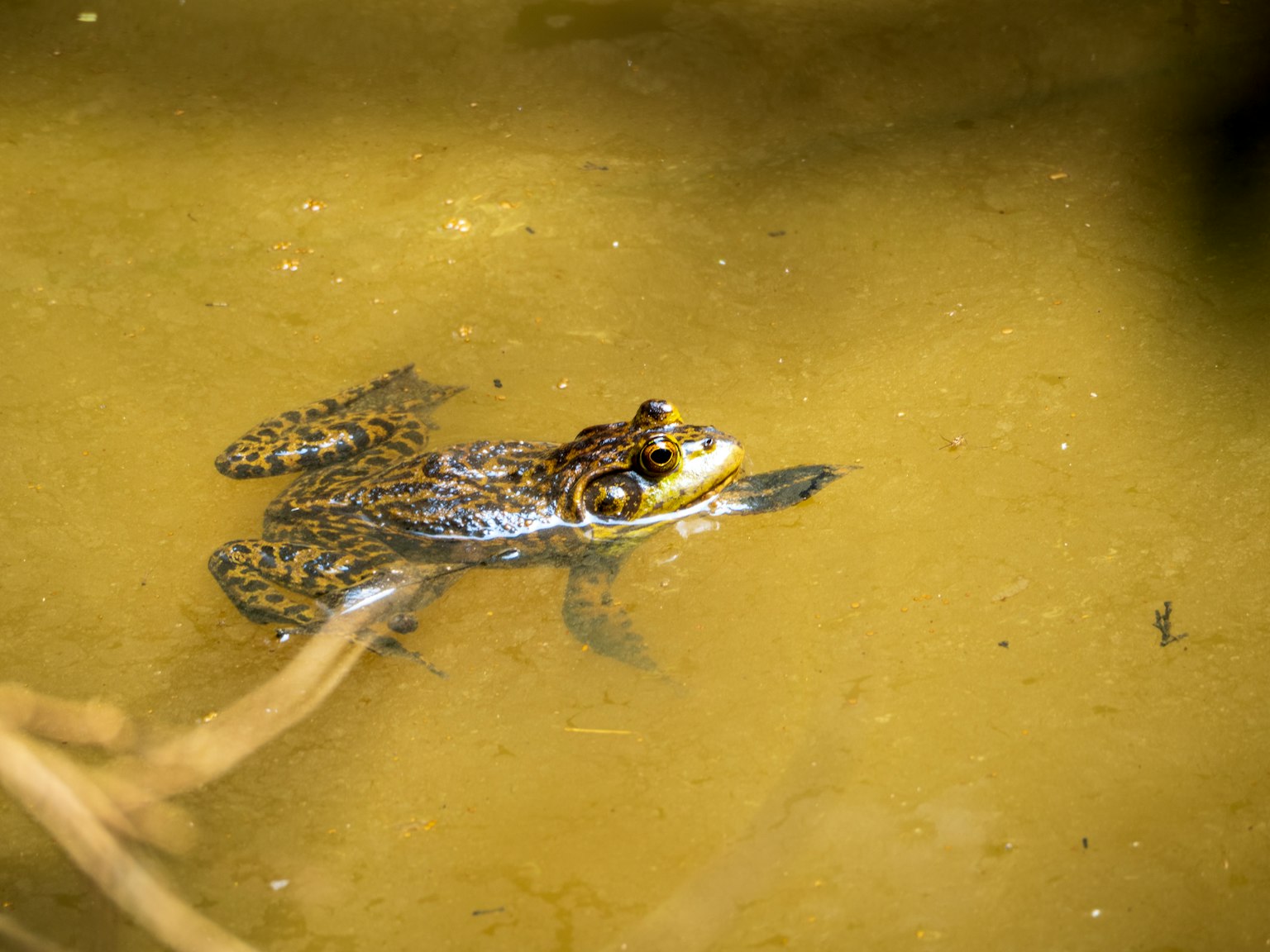 A frog floating in murky water
