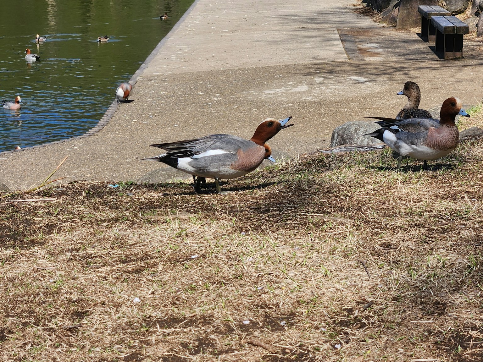Ducks by the pond on grassy area