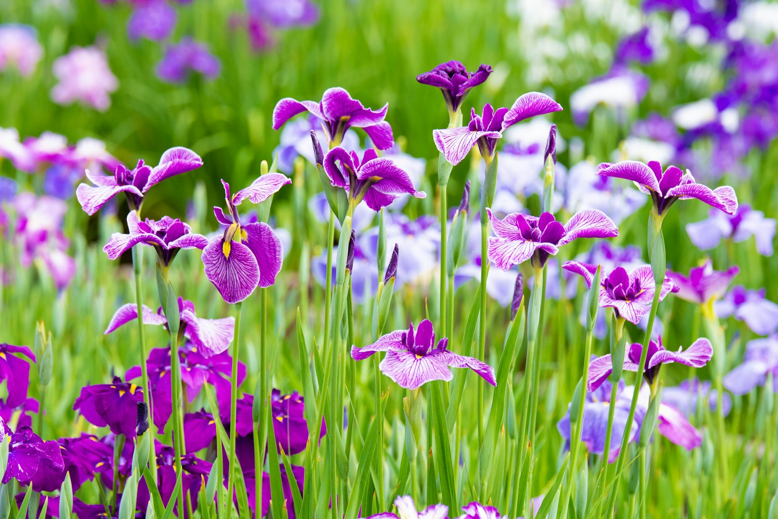 Paysage floral coloré avec des groupes d'iris violets et bleus