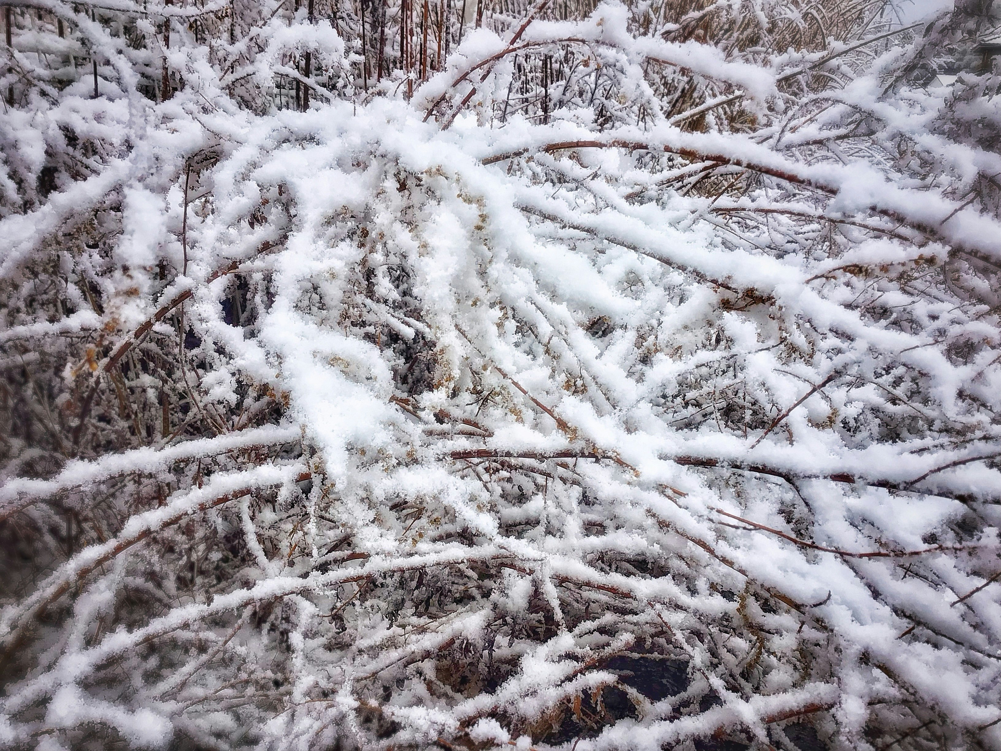 雪の積もった雑草のある冬の地面
