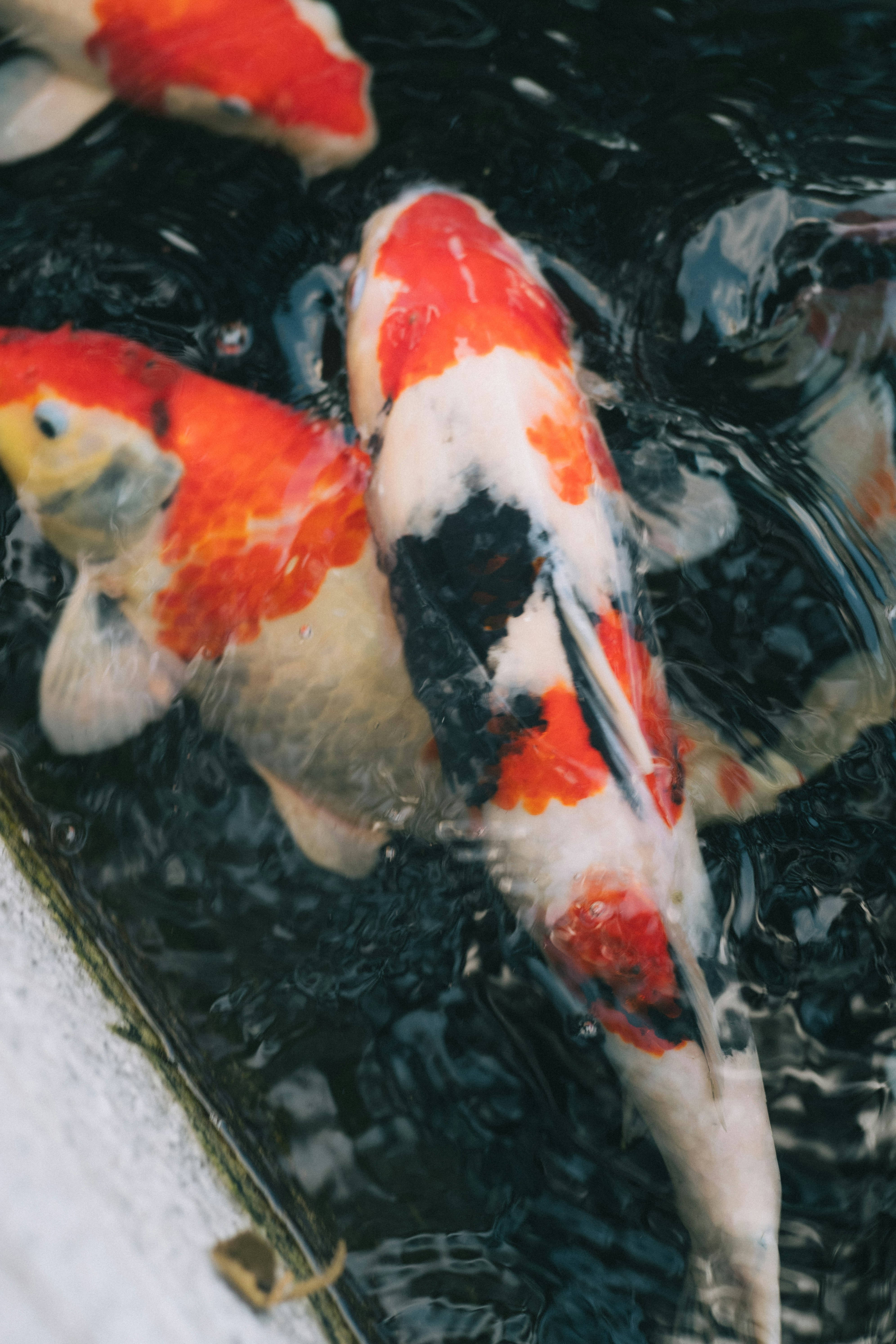 色彩斑斕的錦鯉在水面附近游動