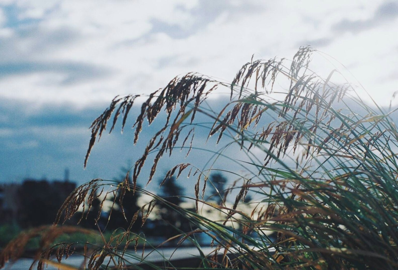 在雲霧覆蓋的天空下搖曳的草葉