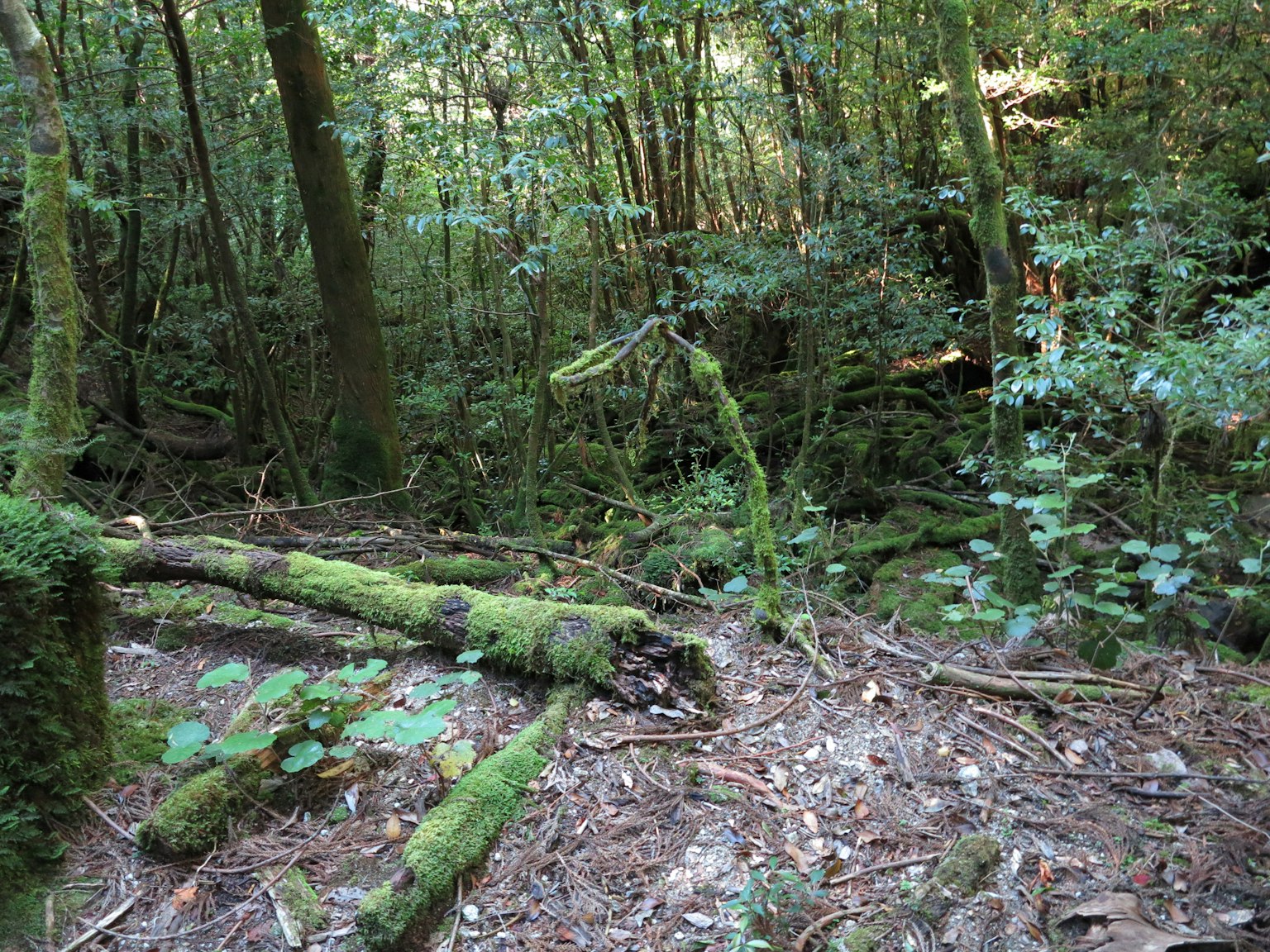 Troncos caídos cubiertos de musgo y vegetación exuberante en un bosque