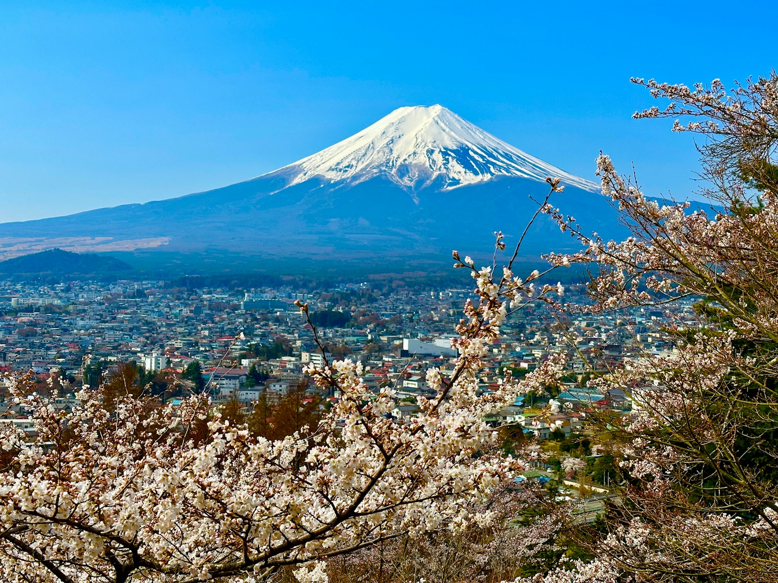 富士山美丽的景色，前景是樱花