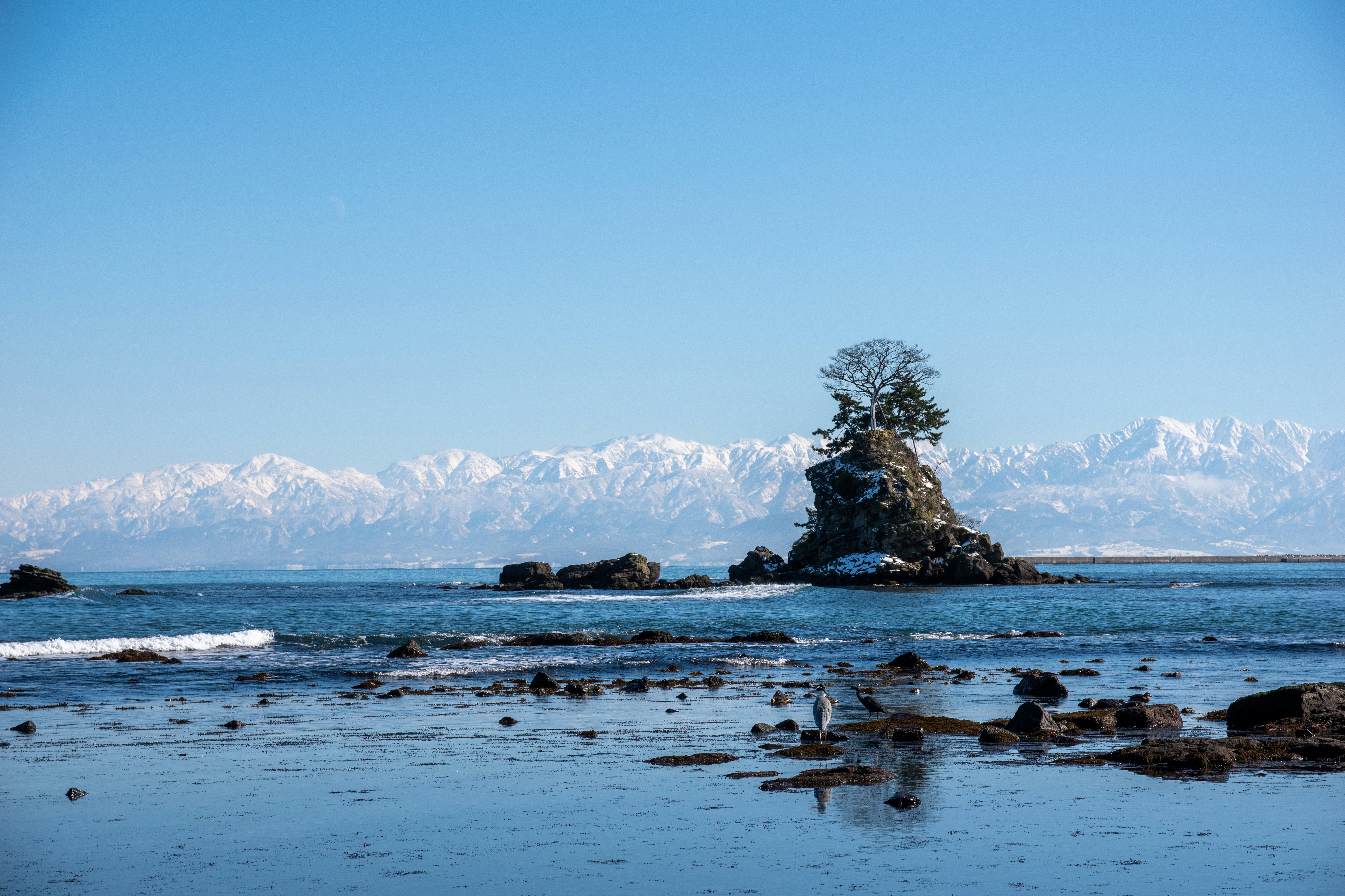 雪に覆われた山々を背景にした海岸の小さな島とその上の木