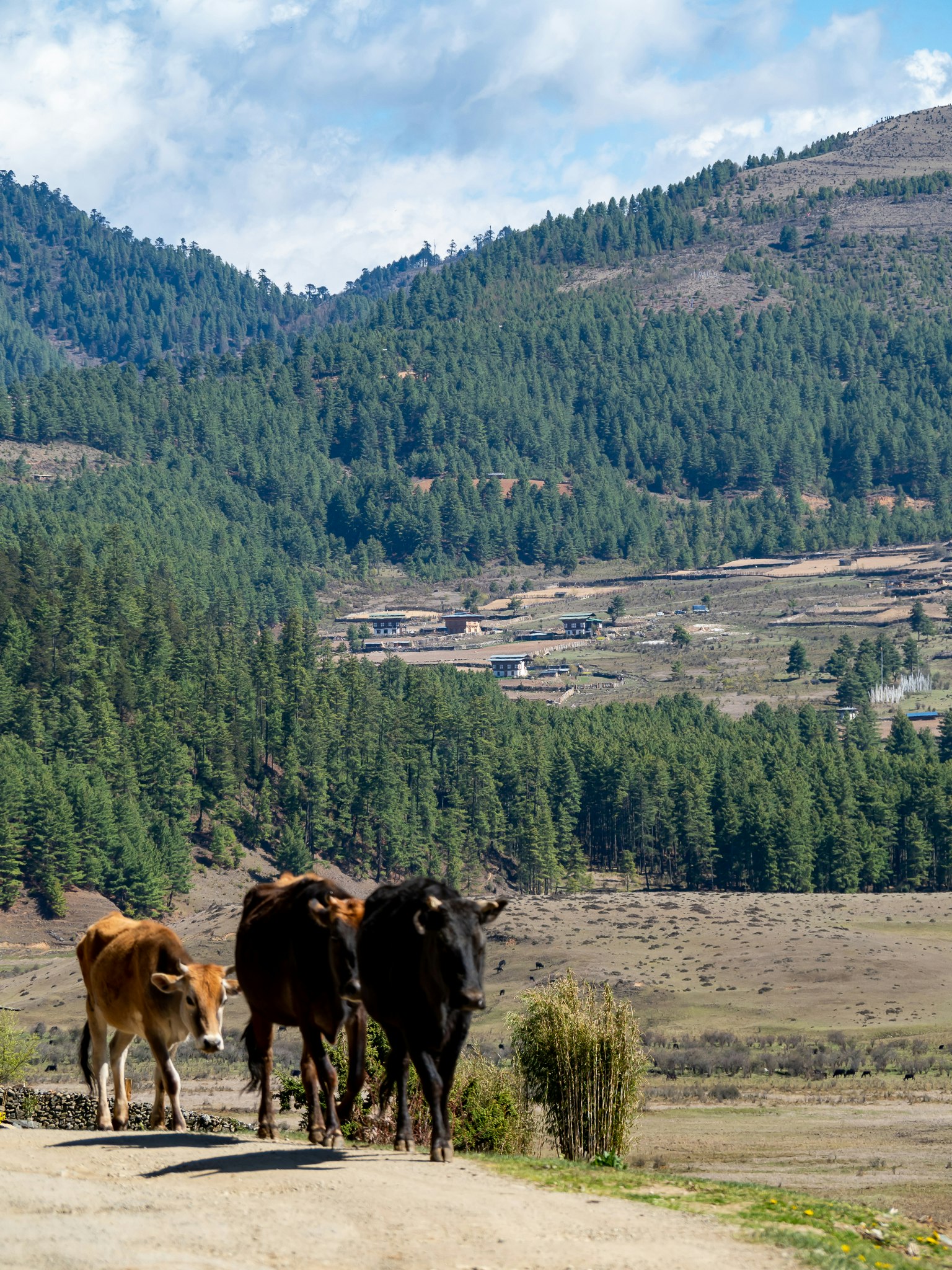 Vacas caminando por un camino con montañas y bosques de fondo
