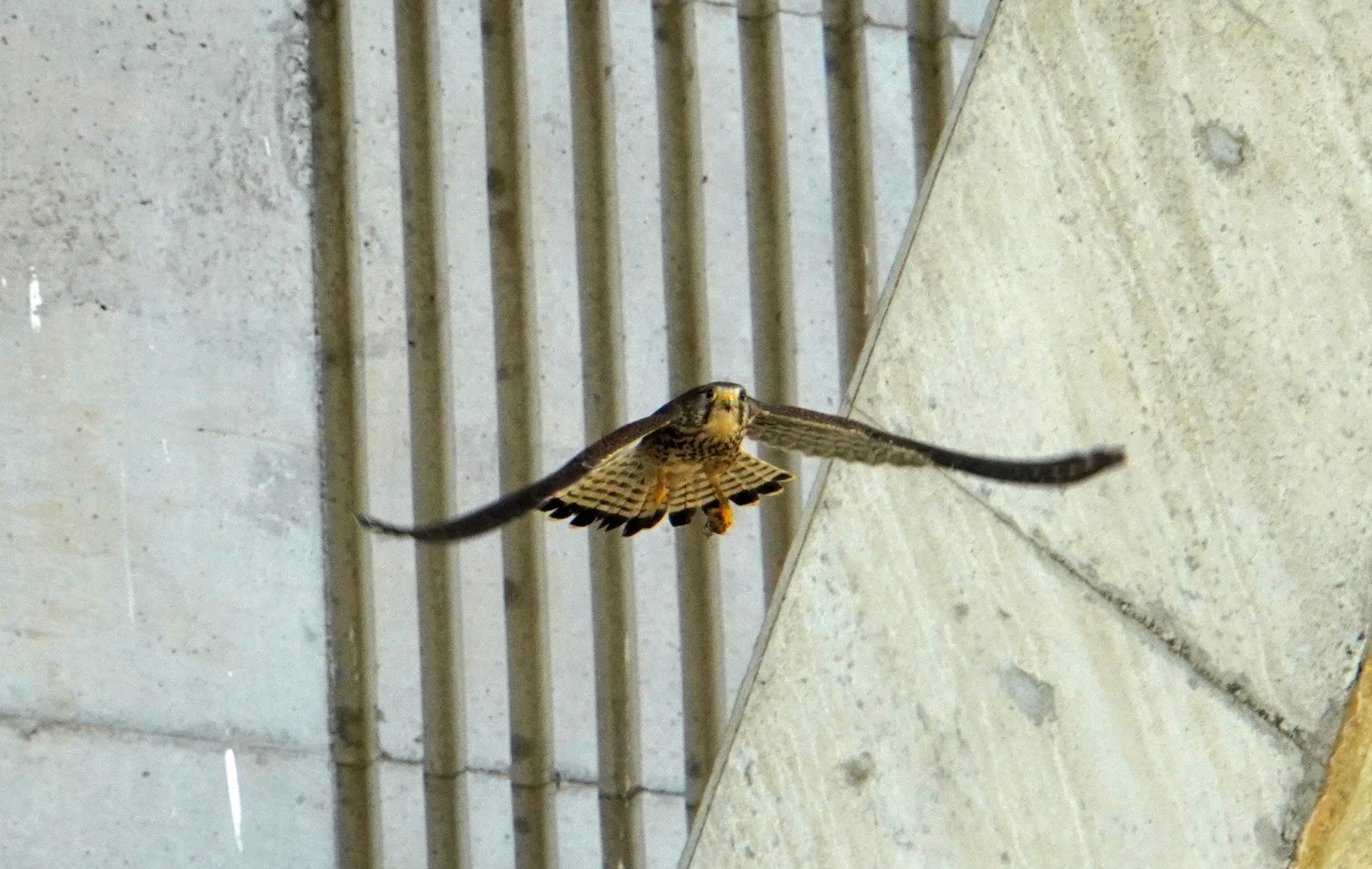 Halcón volando cerca de una estructura de concreto