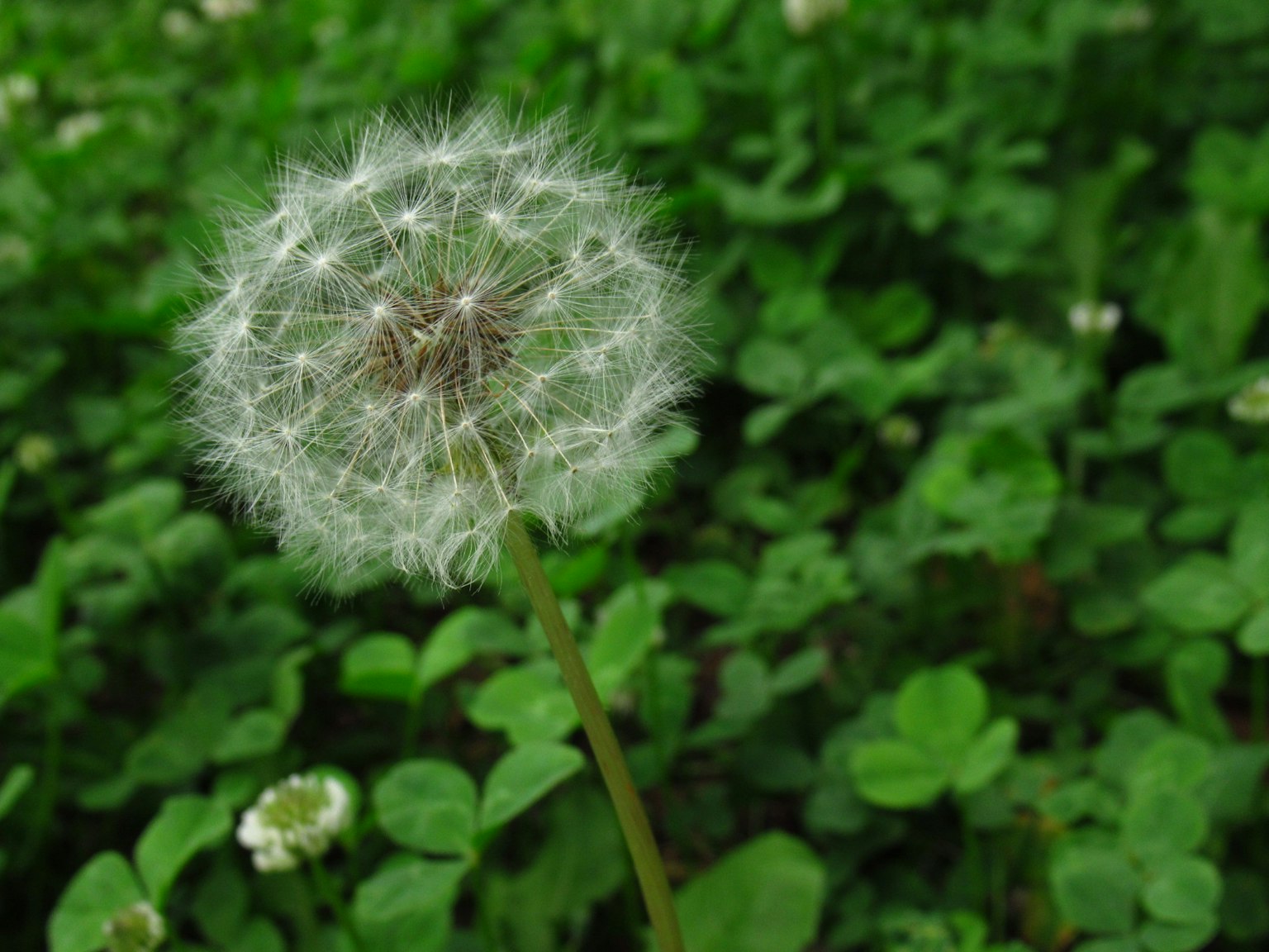 A white dandelion seed head standing among green grass