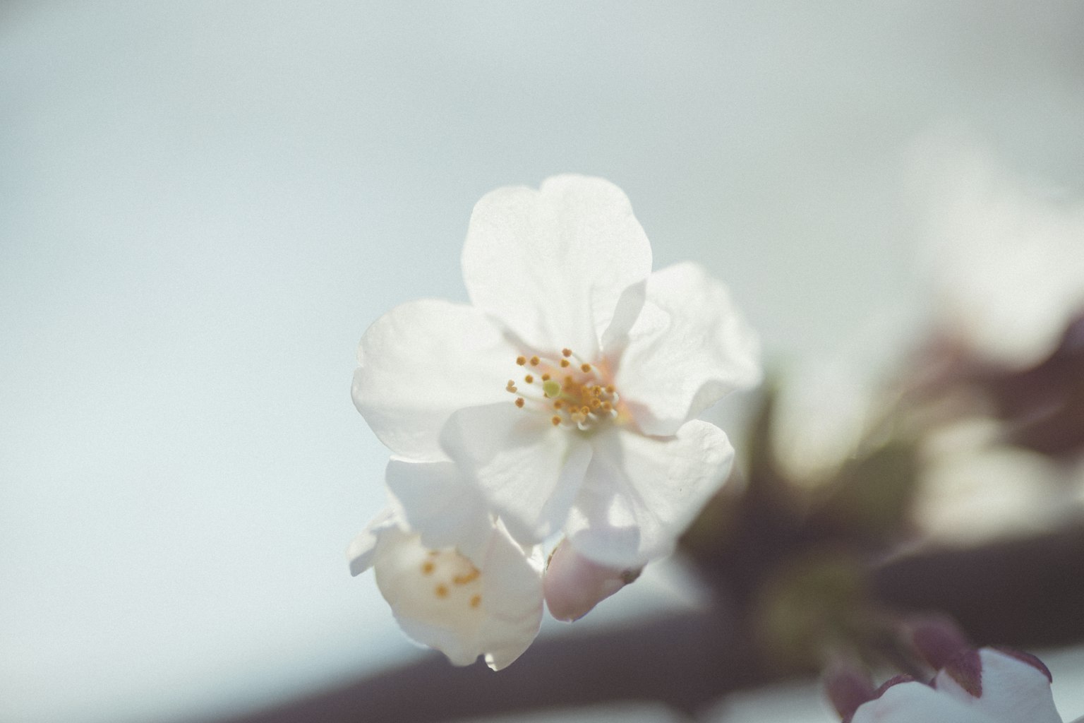 柔和背景中的白色樱花