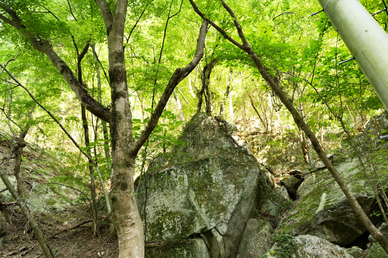 一个自然景观，拥有绿色叶子的树木和一块大岩石