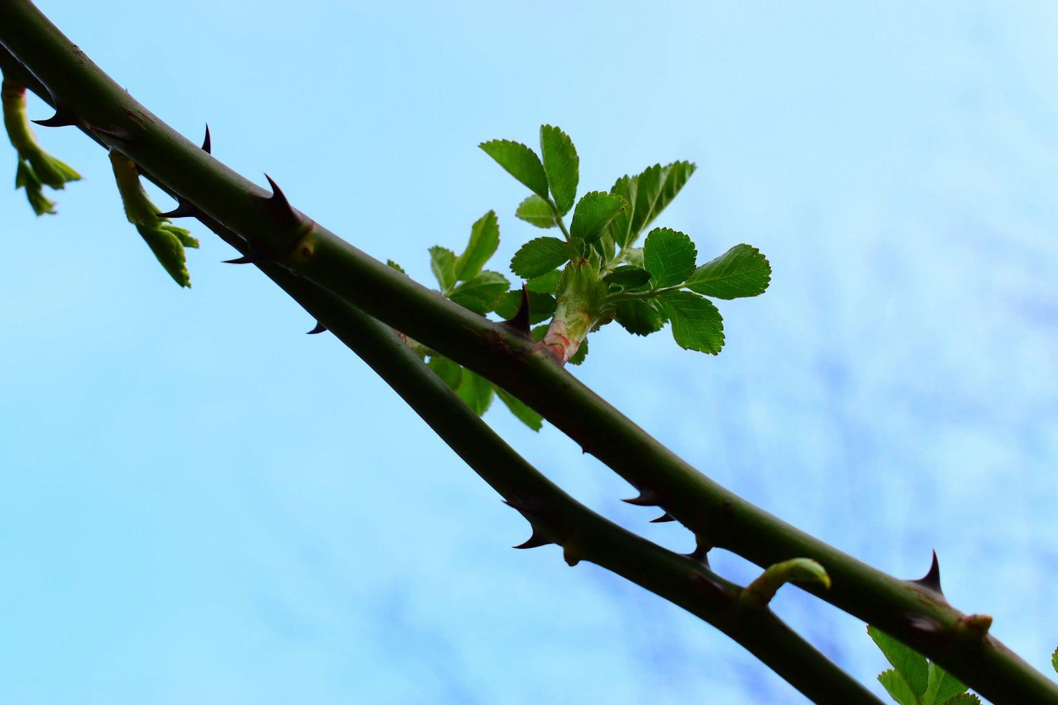 Branche épineuse avec de nouvelles feuilles sous un ciel bleu