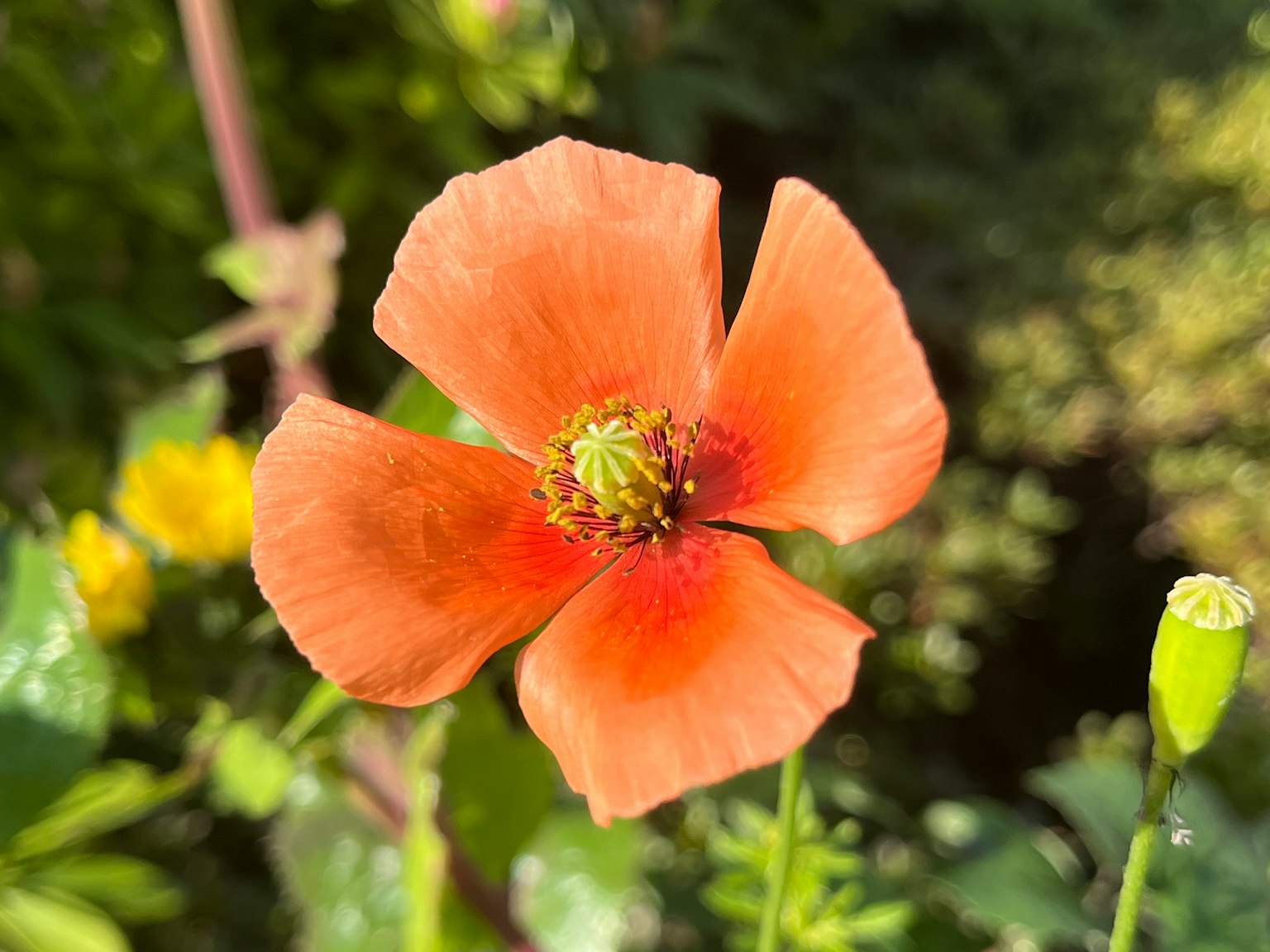 Close-up bunga dengan kelopak oranye di latar belakang hijau