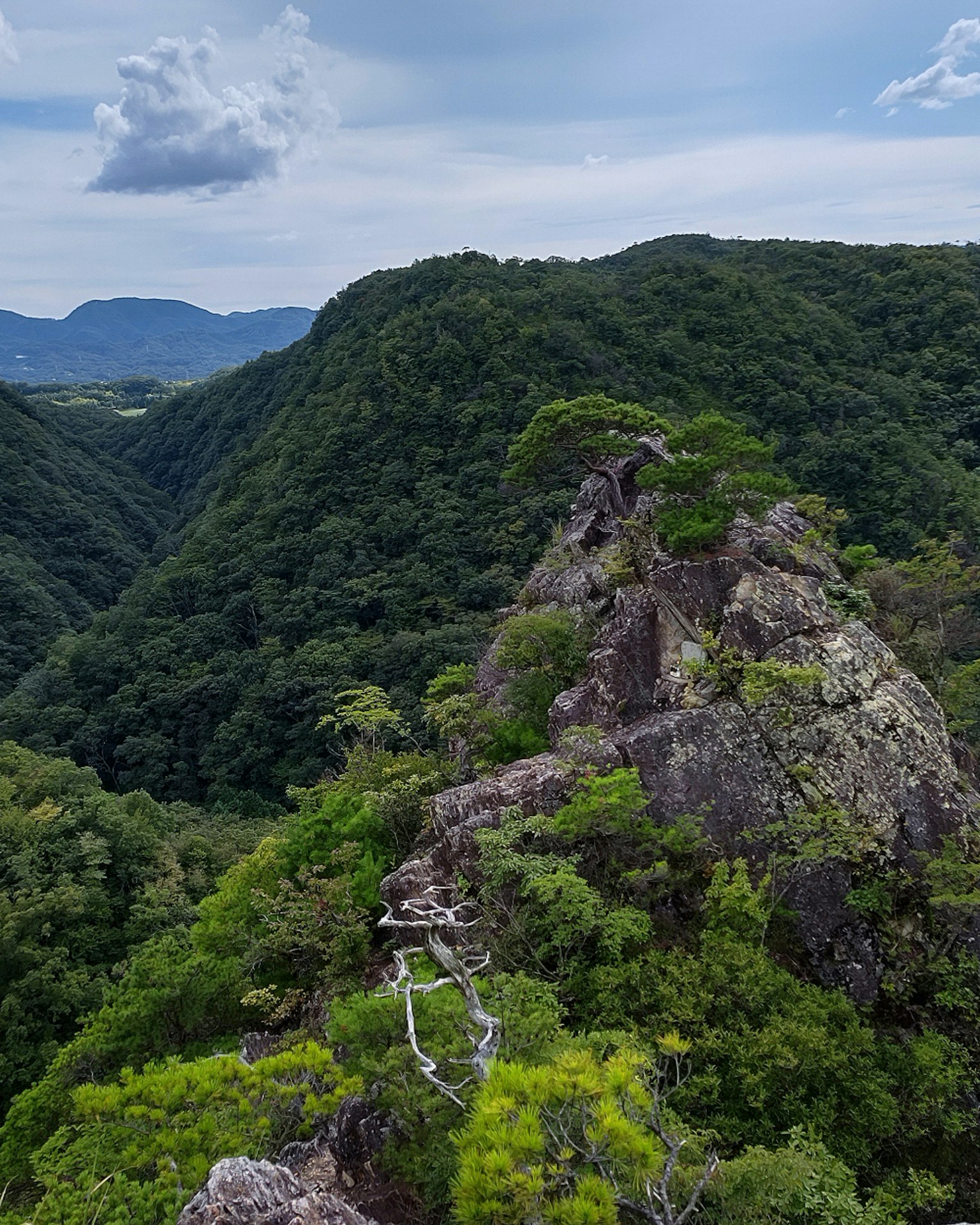 Un pin au sommet d'un rocher entouré de montagnes verdoyantes