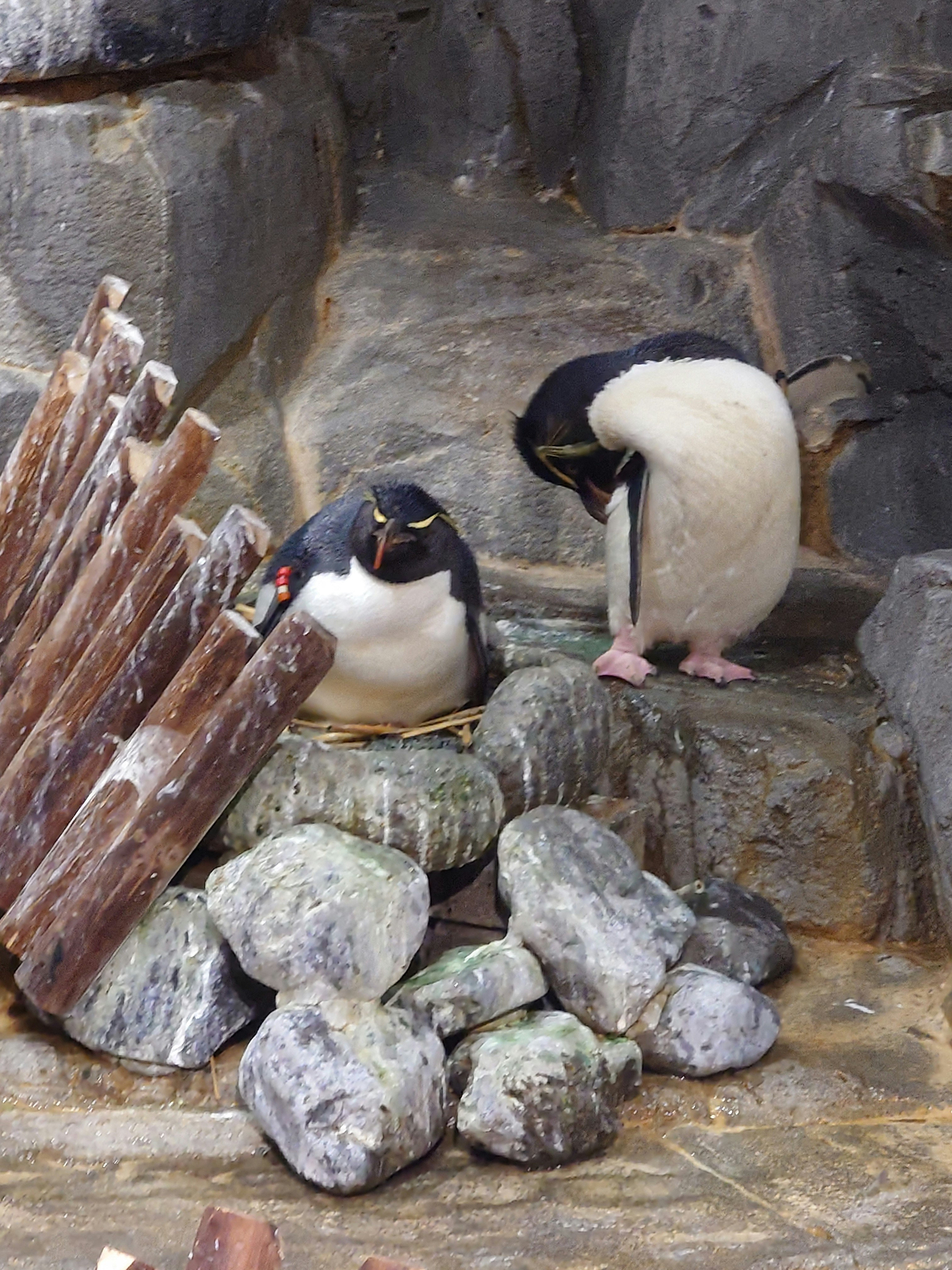 水槽の壁際で寄り添うトビペンギンとペンギン