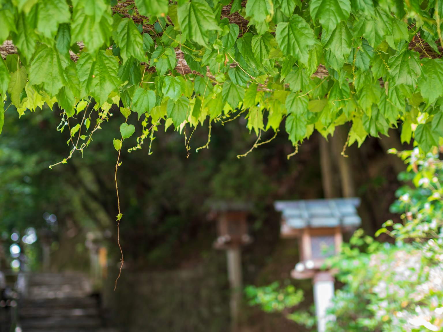 Un folto fogliame verde sopra un sentiero e un torii sullo sfondo