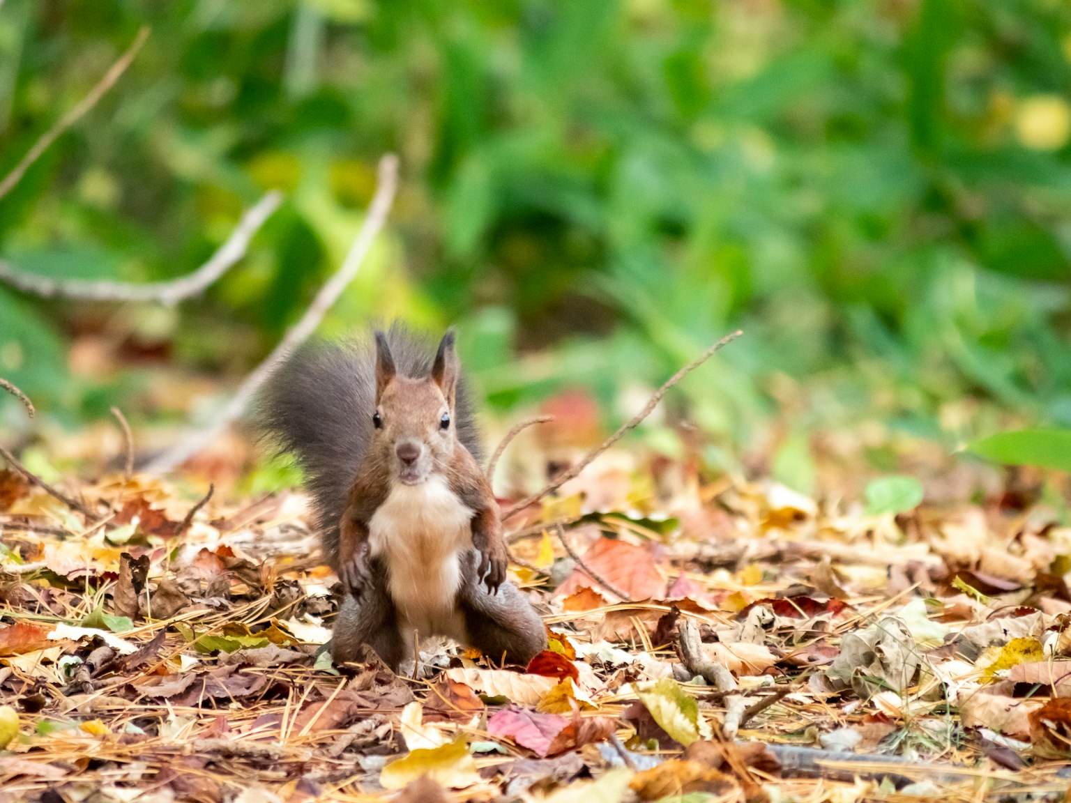 Eichhörnchen steht zwischen gefallenen Blättern in einem Herbstwald