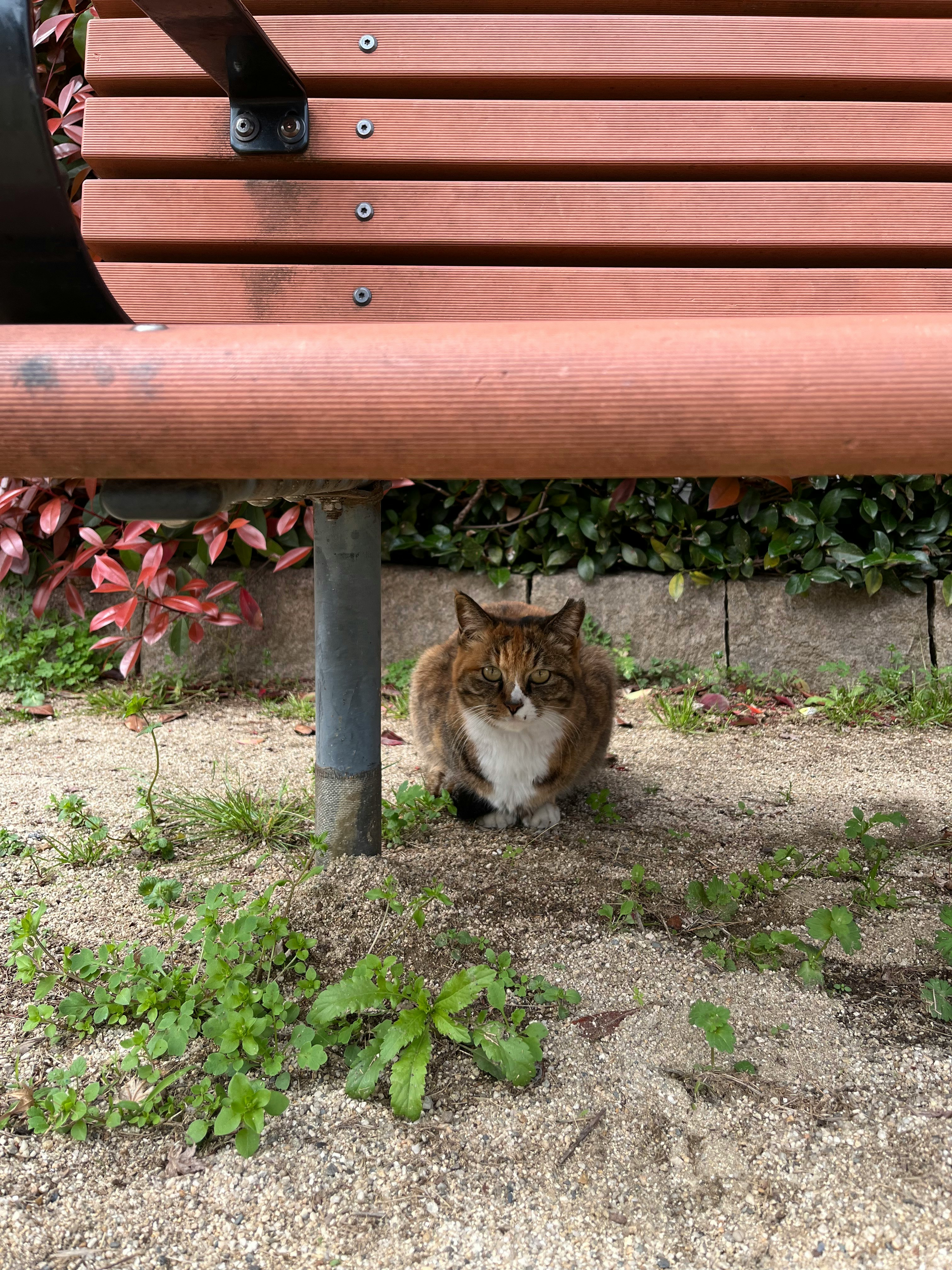 ベンチの下で丸まる猫