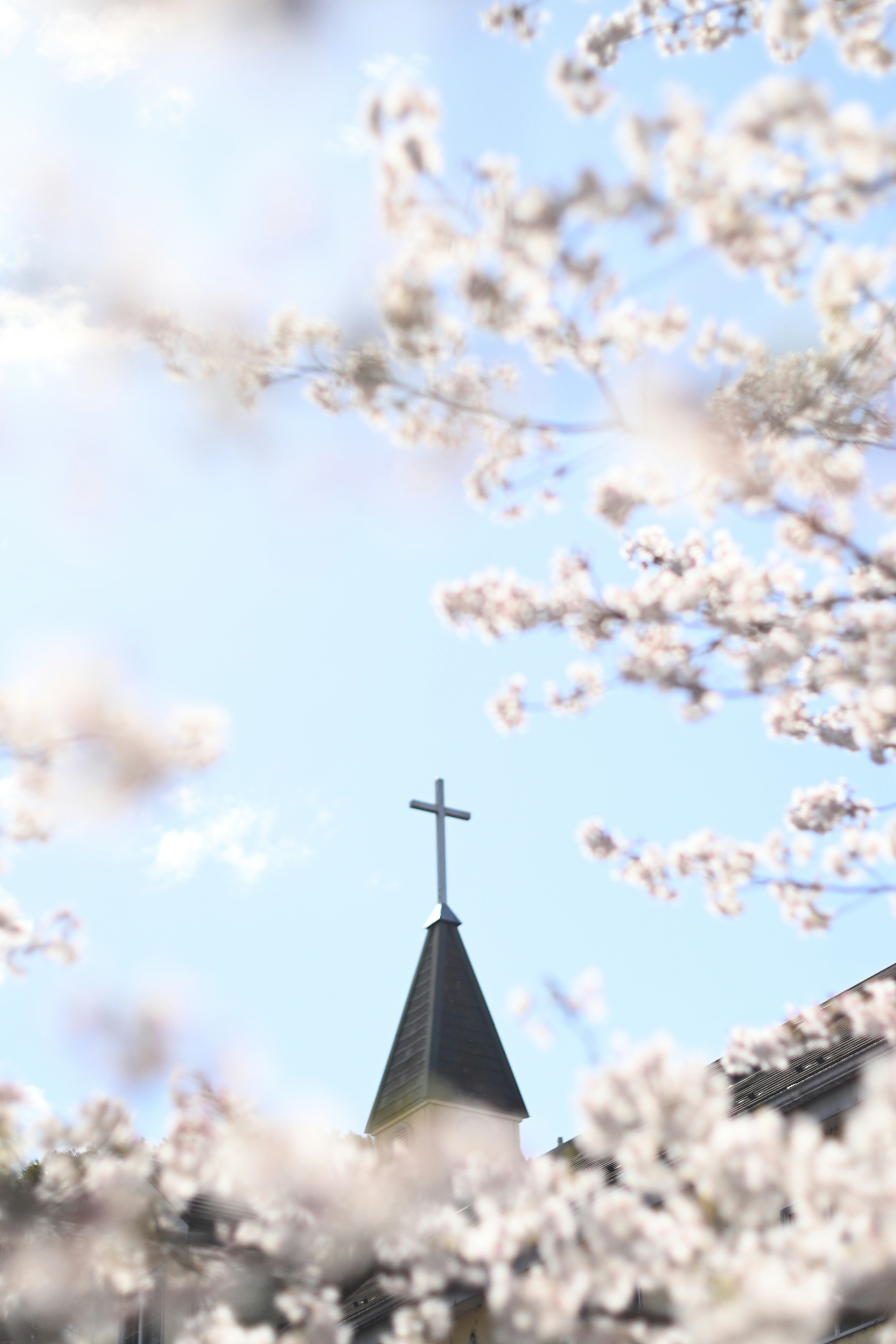 春の空に咲く桜と教会の尖塔