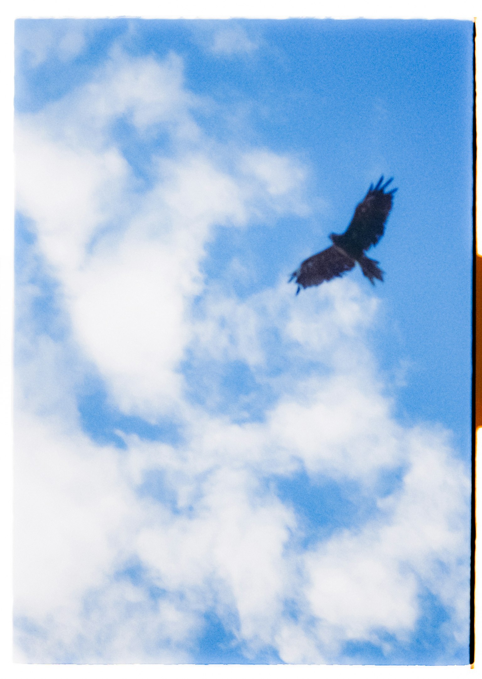 Silhouette d'un aigle volant contre un ciel bleu