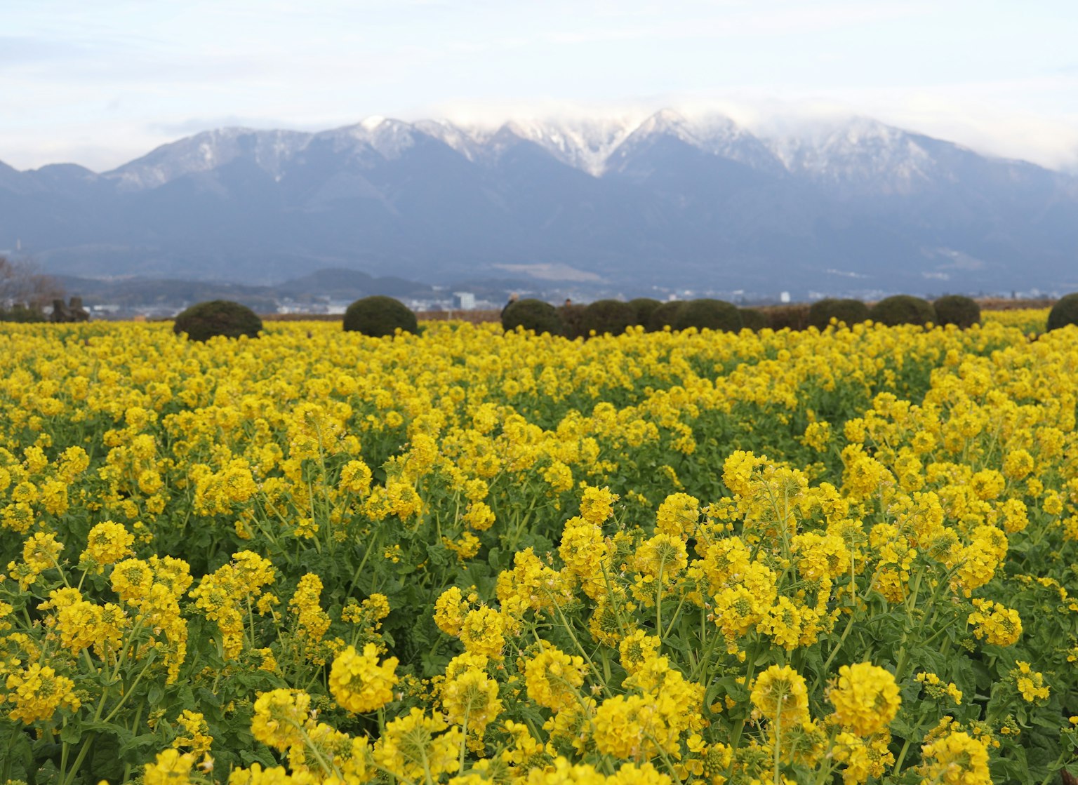 Ampio campo di fiori di colza gialli con montagne innevate sullo sfondo