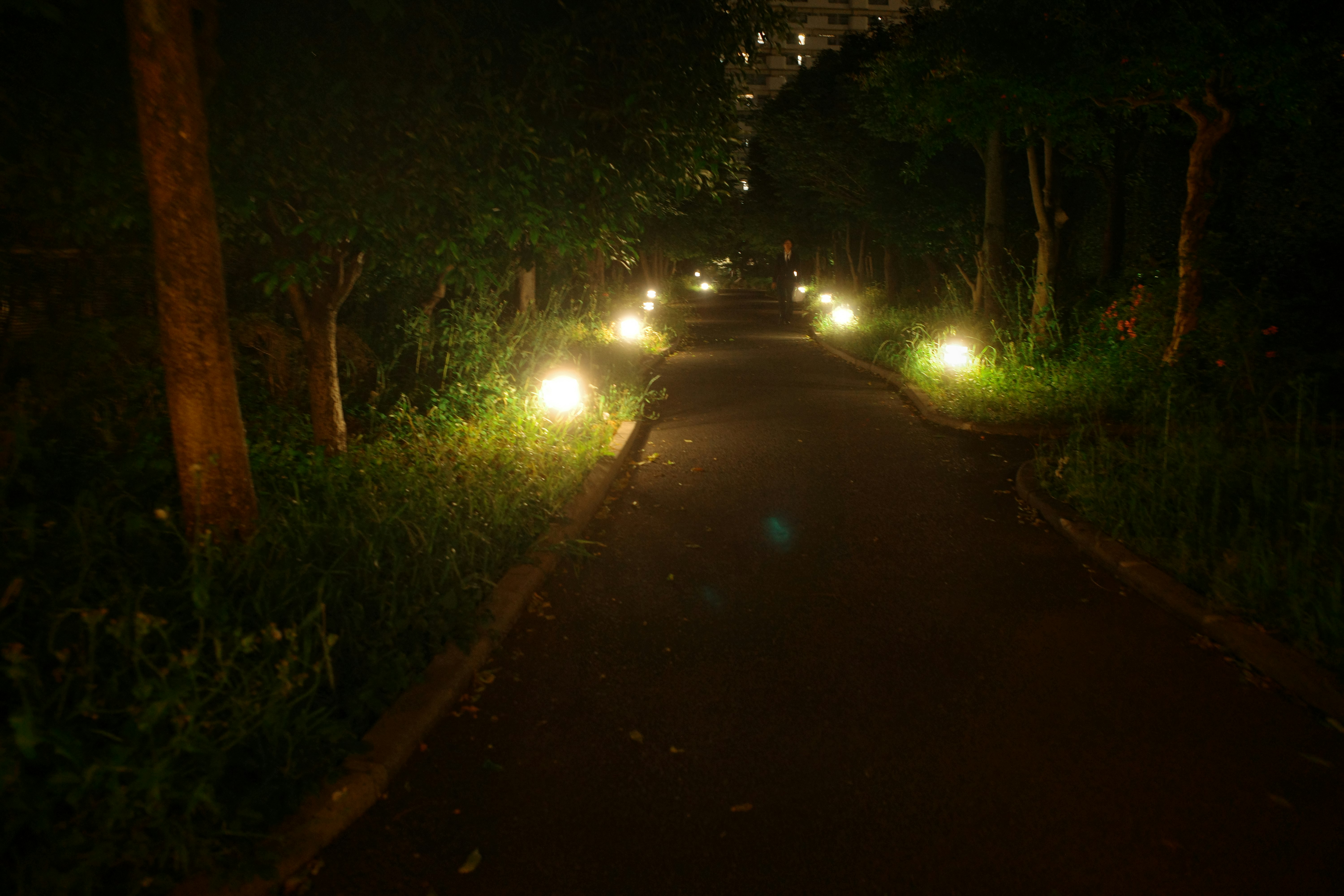 streetlights glowing along a tree-lined path at night