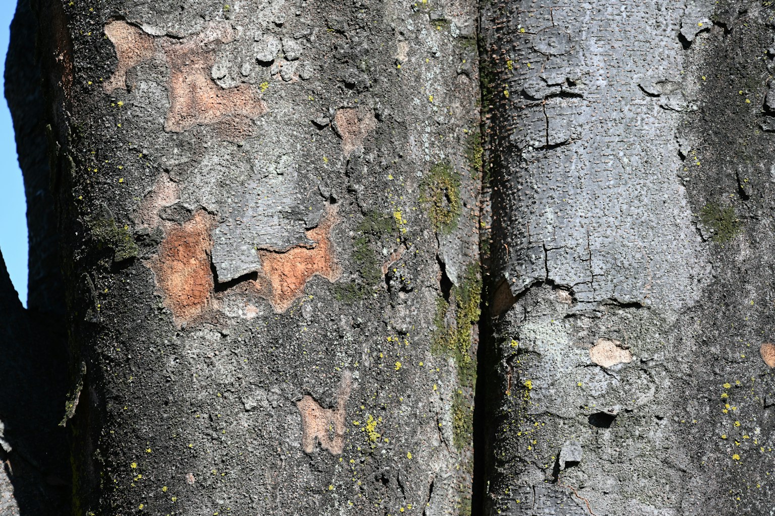 Close-up of tree bark showcasing textures and colors