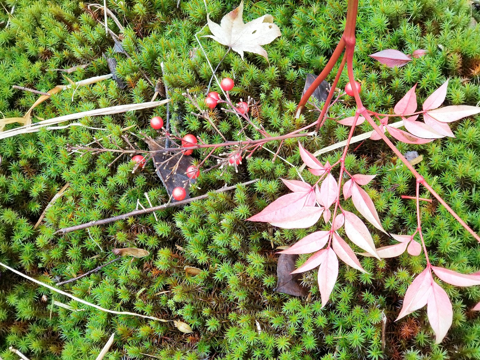 Escena natural con bayas rojas y hojas rosas sobre musgo verde