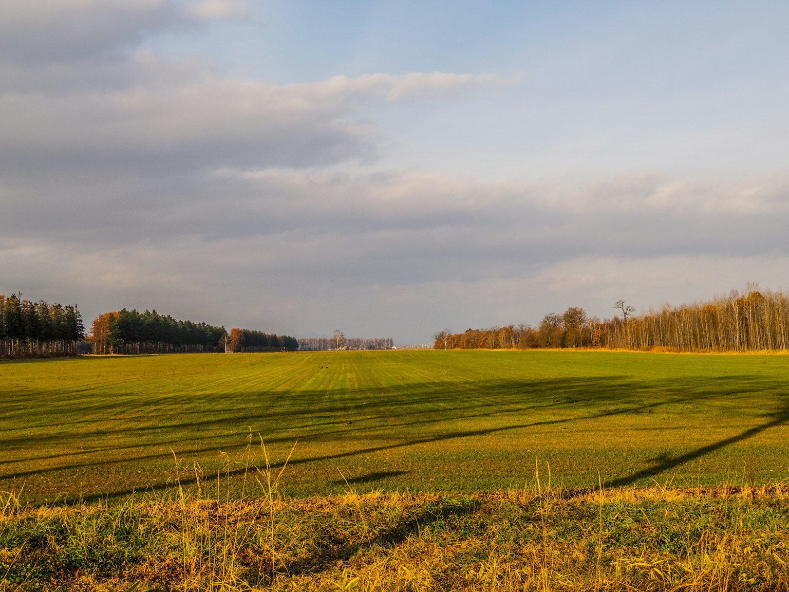 Ampie terre agricole verdi sotto un cielo azzurro