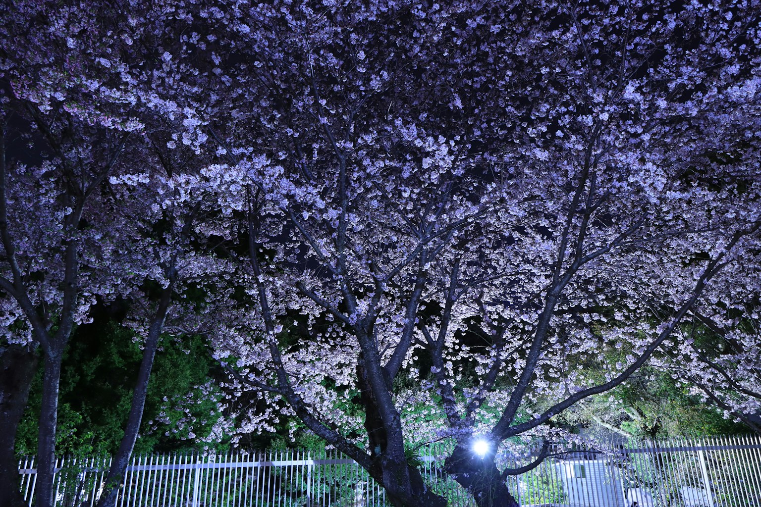 ภาพฝันของต้นซากุระที่สว่างในเวลากลางคืน
