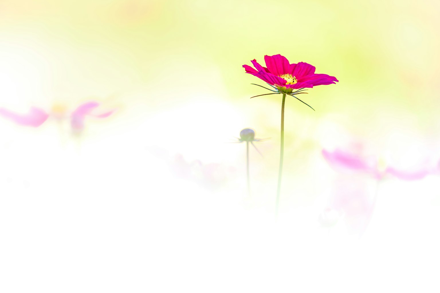 Primo piano di un fiore rosa su uno sfondo morbido