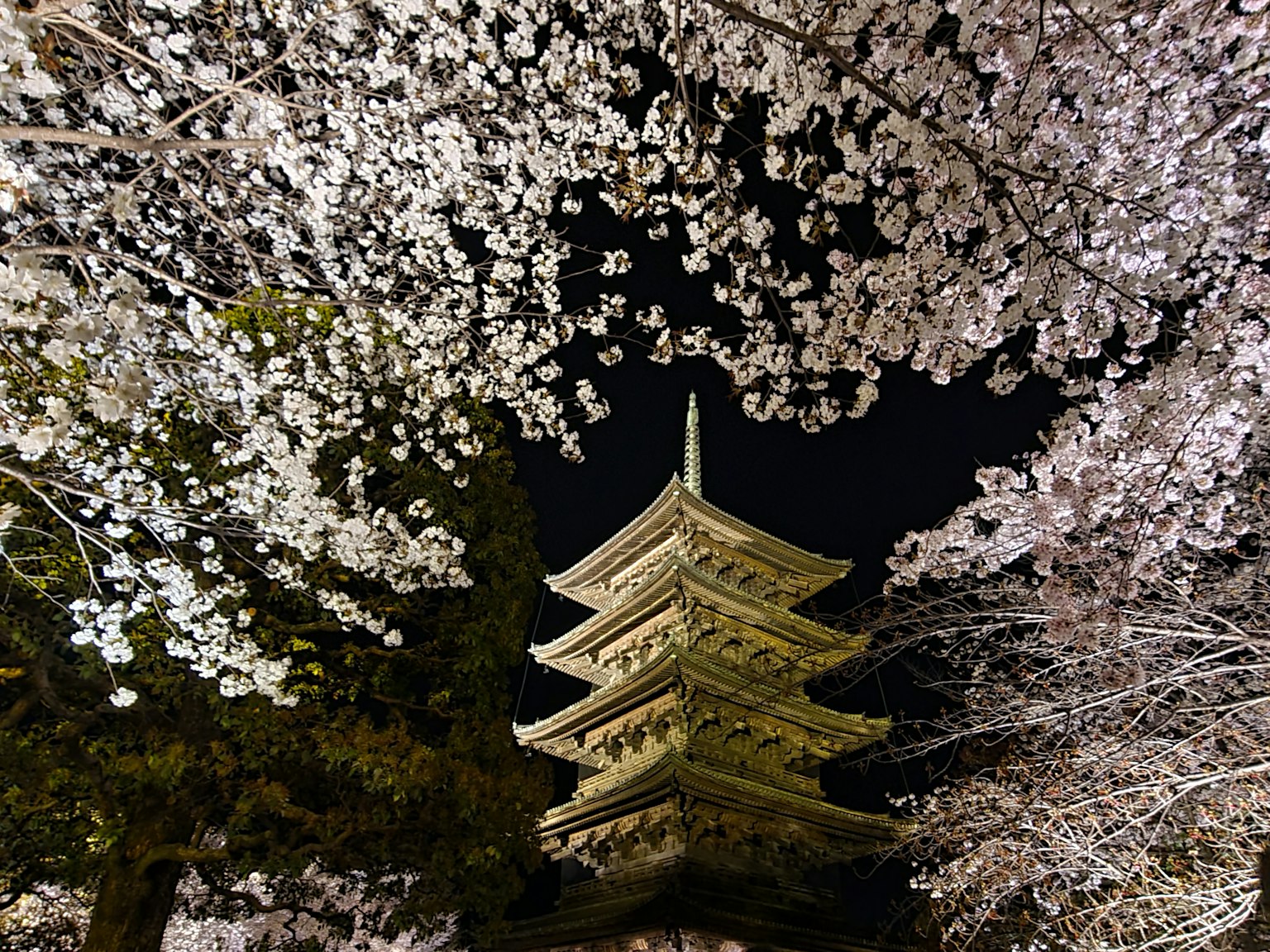 夜晚櫻花環繞的寶塔美景