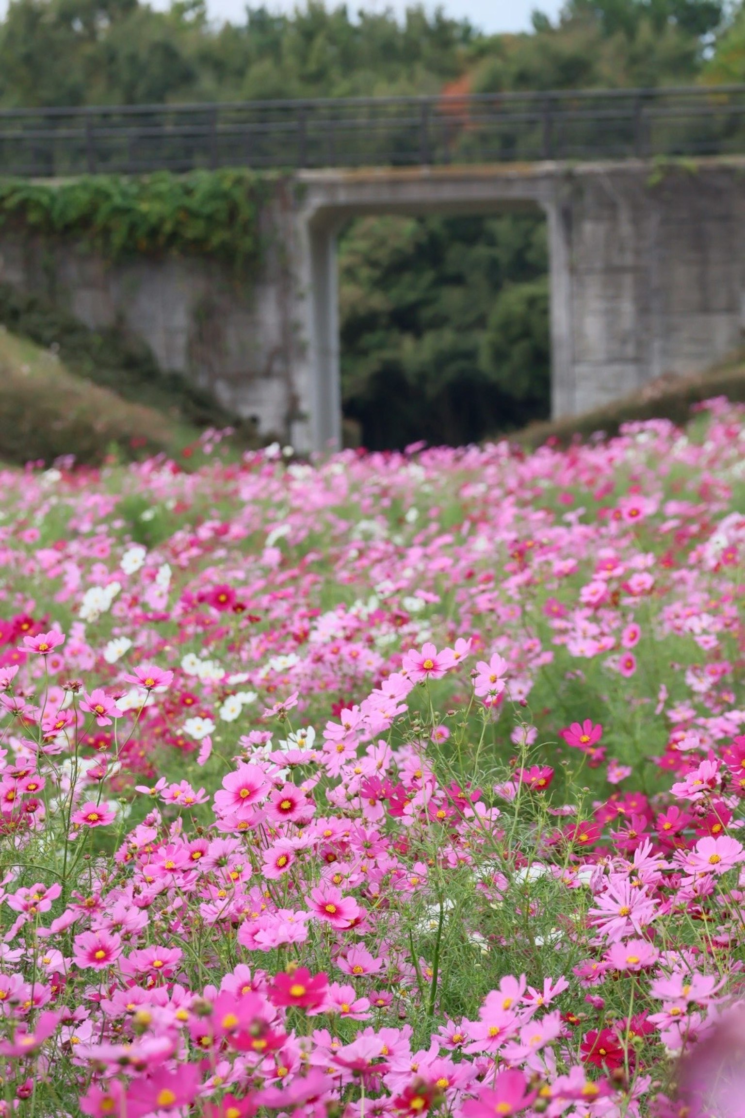 ピンクのコスモスが咲き誇る花畑とコンクリートのアーチ