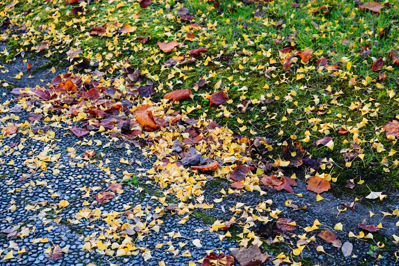 Foglie colorate sparse sul terreno in una scena autunnale