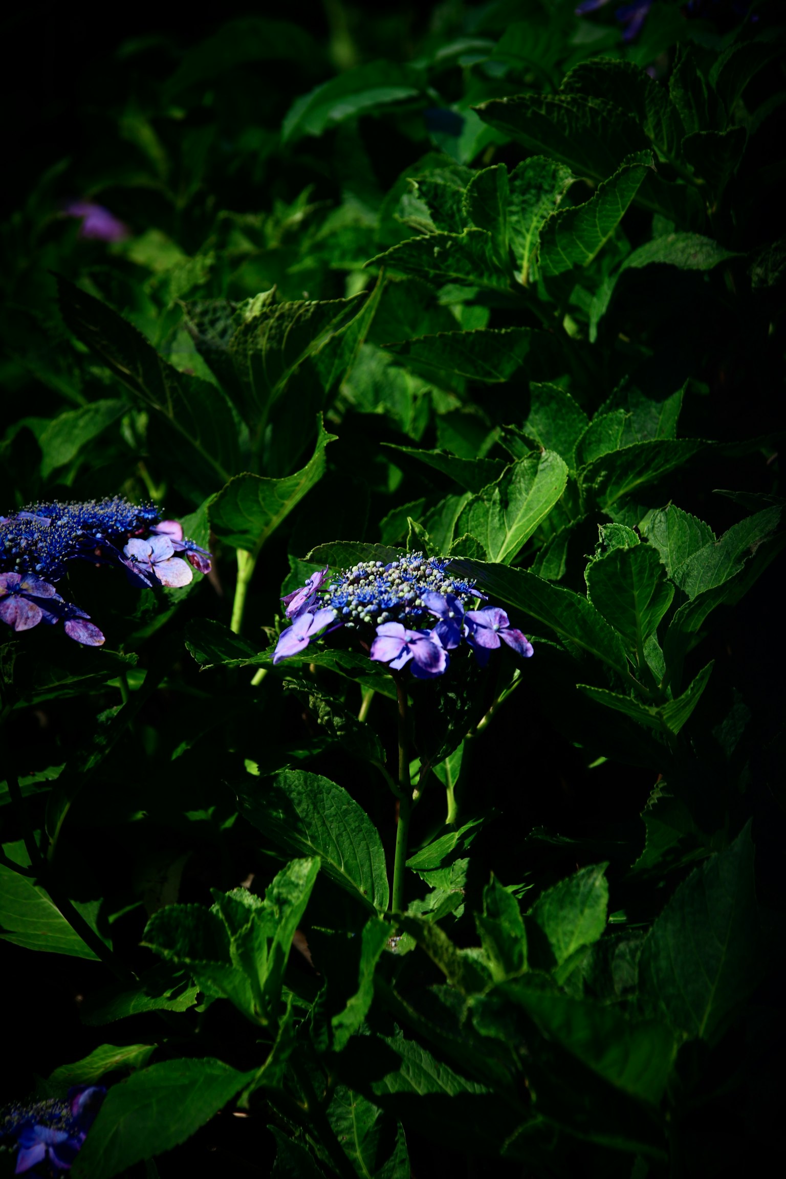 ภาพต้นไม้ที่มีดอกสีม่วงและใบสีเขียวอันเขียวชอุ่ม