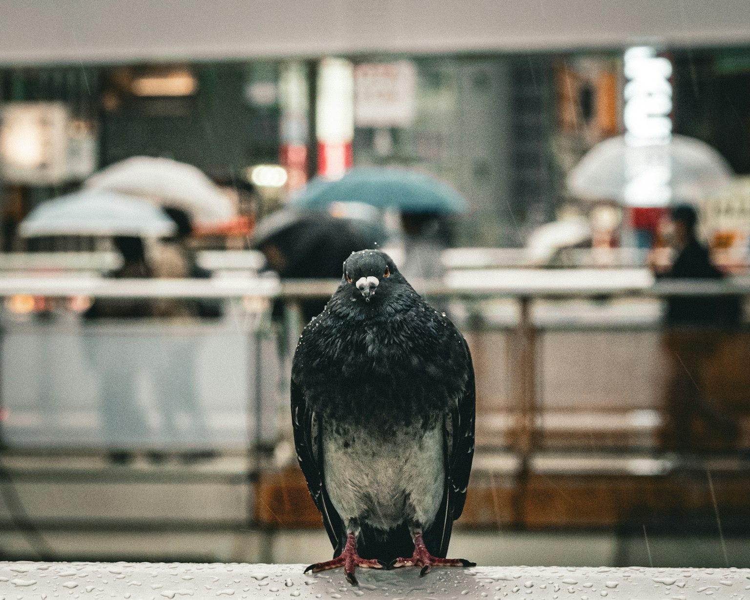 photo-ACU5VXN99B6o1GOHQUMf-image