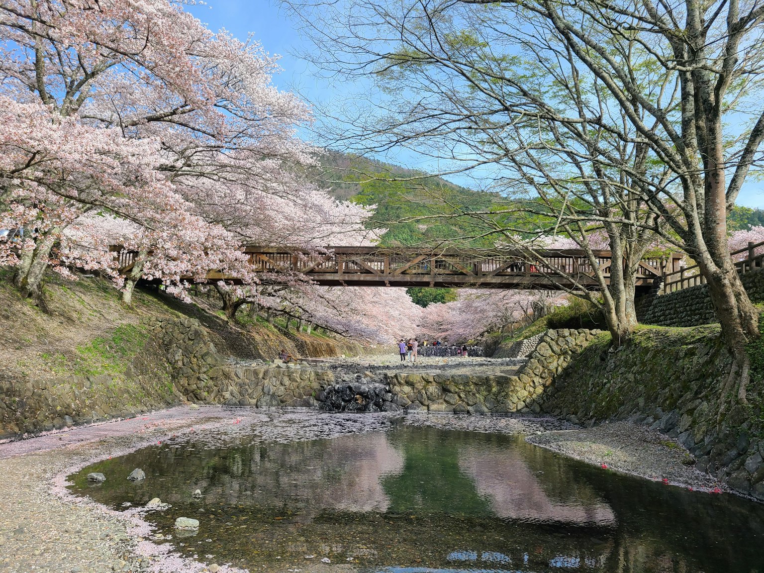 樱花树和河流的风景有美丽的桥