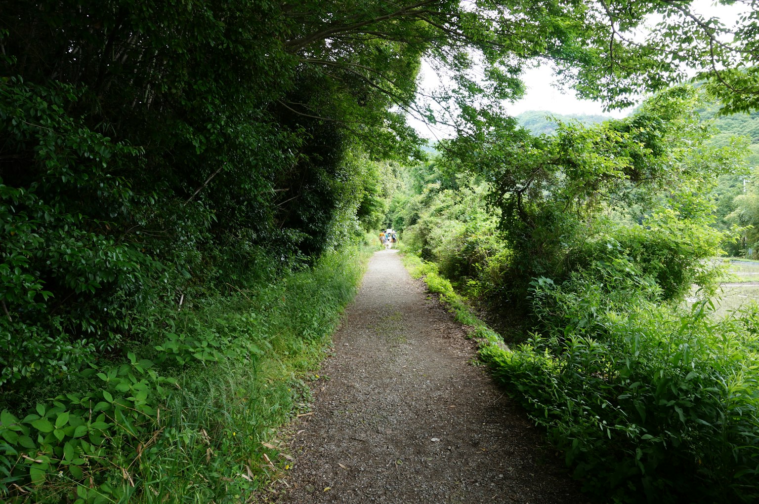 Ein ruhiger Weg umgeben von üppigem Grün