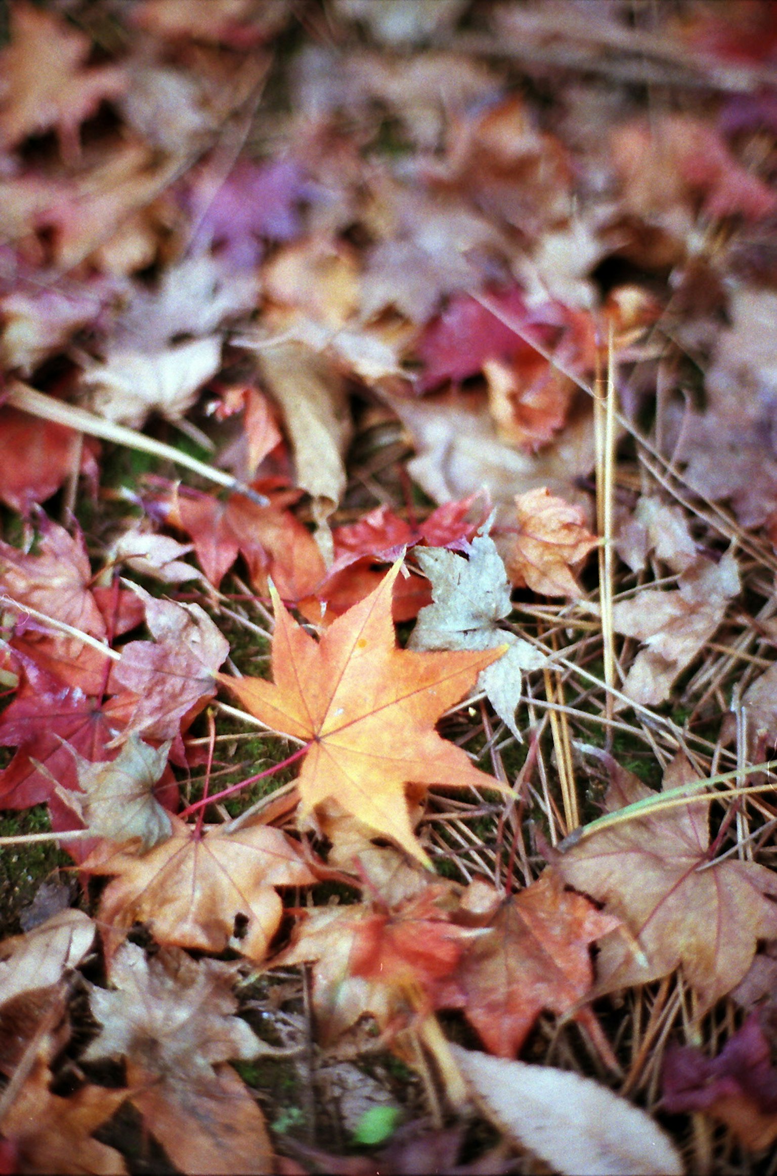 Bunte Herbstblätter auf dem Boden verstreut mit einem auffälligen leuchtend orangefarbenen Blatt