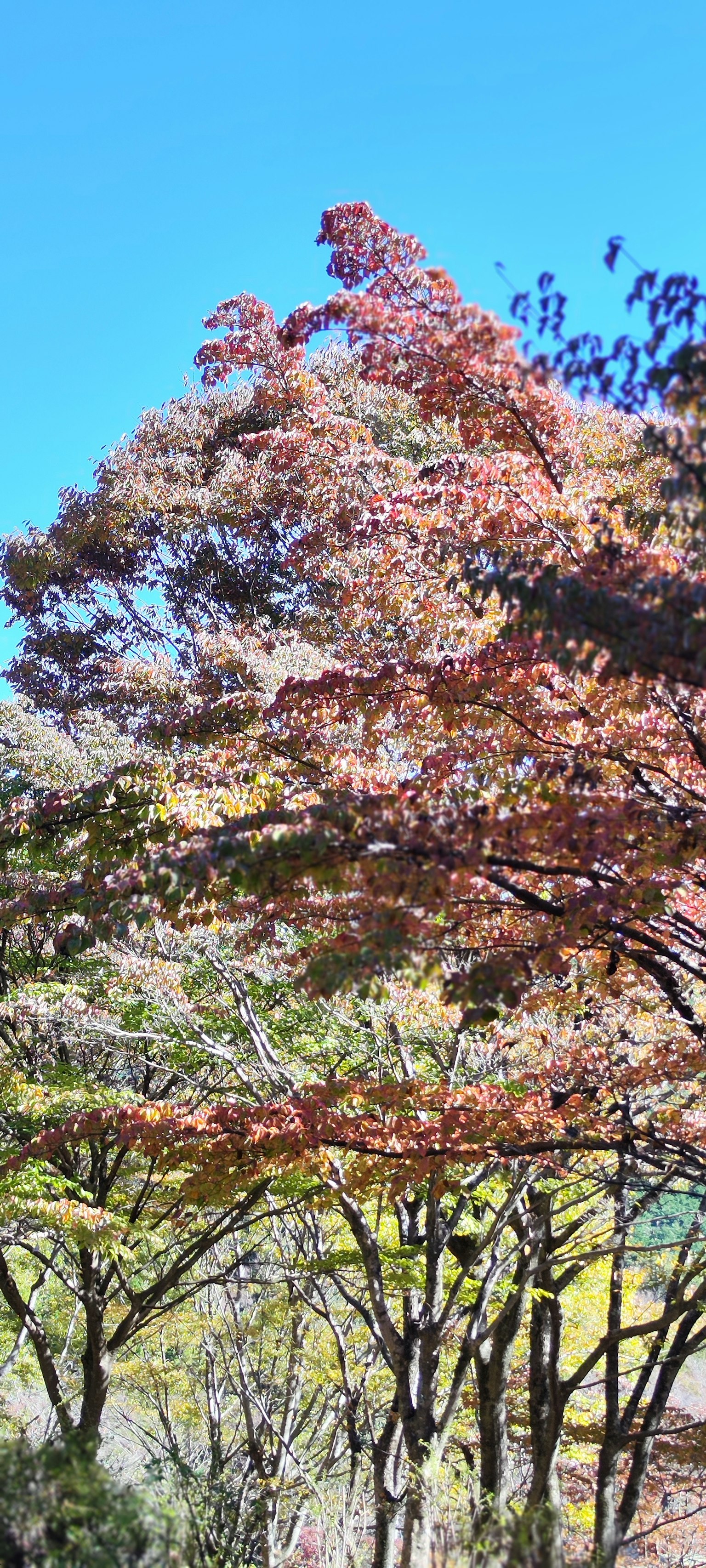 Feuilles d'arbres colorées sous un ciel bleu clair